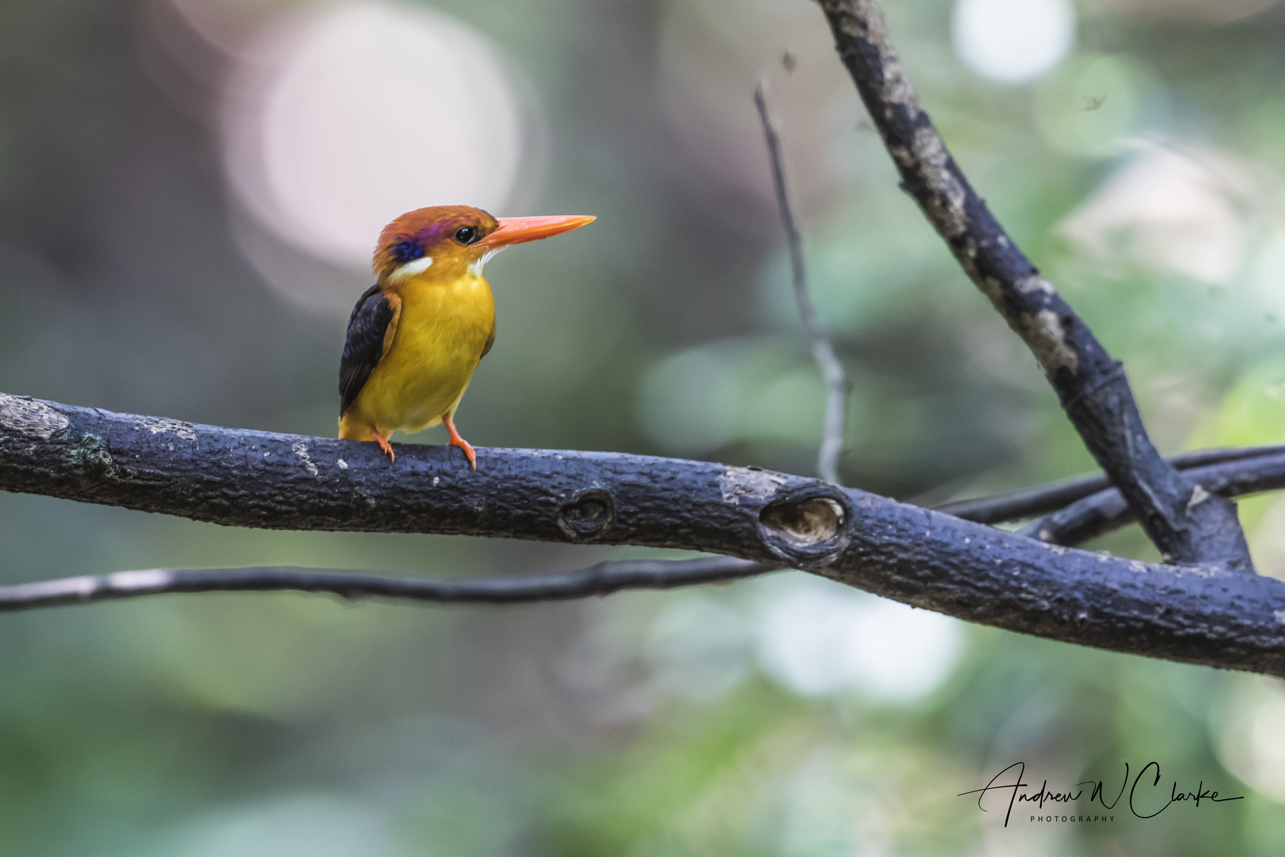 Black-backed Dwarf-Kingfisher