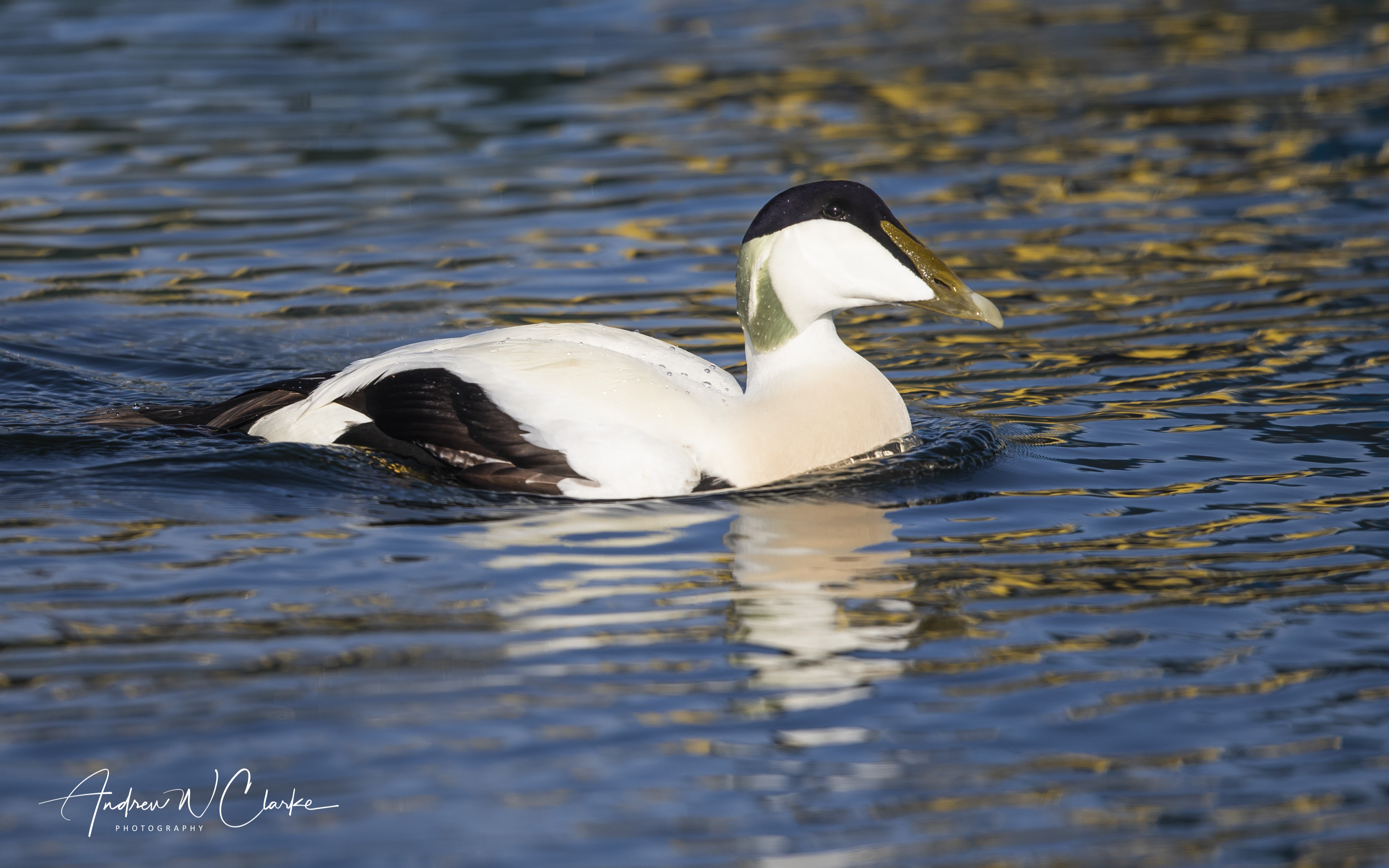 Common Eider / Ærfugl