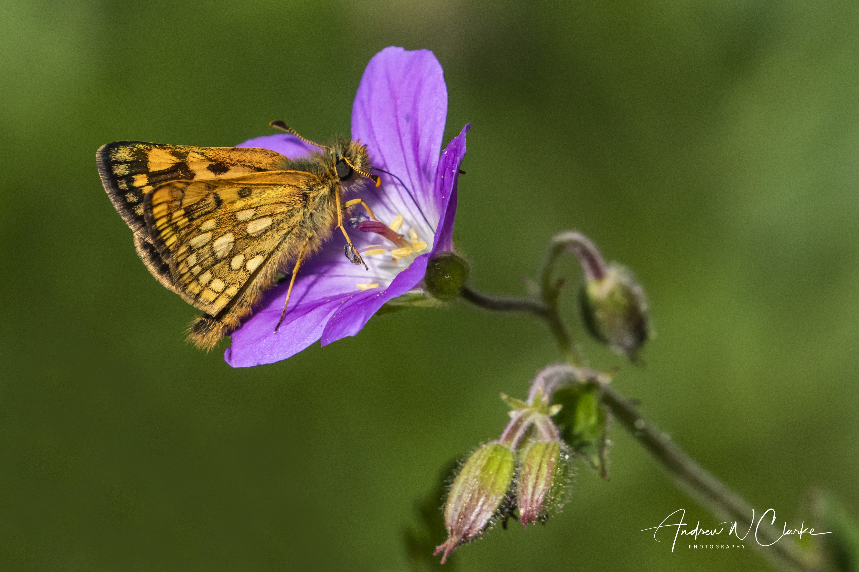 Chequered Skipper