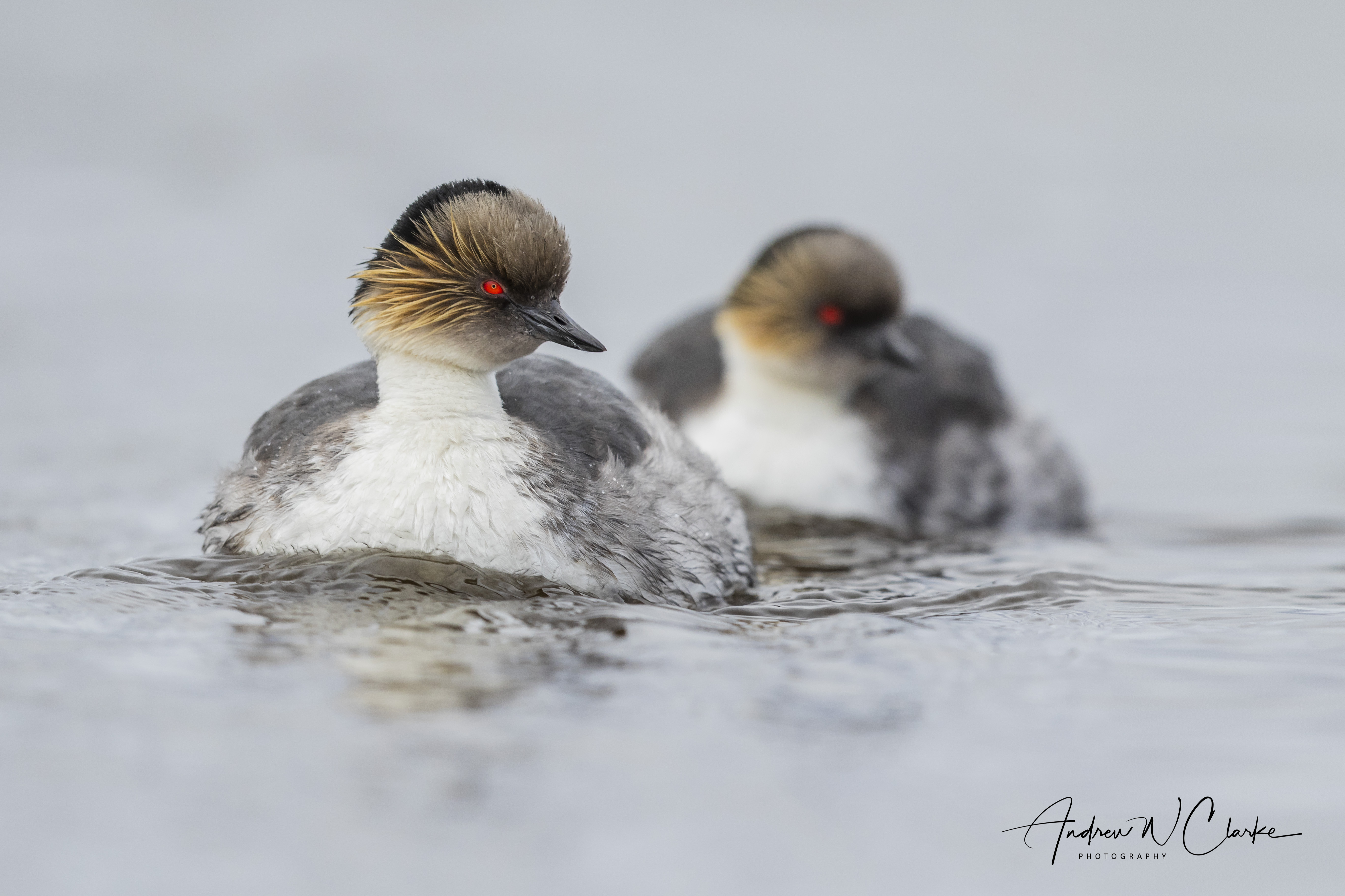 Silvery Grebe