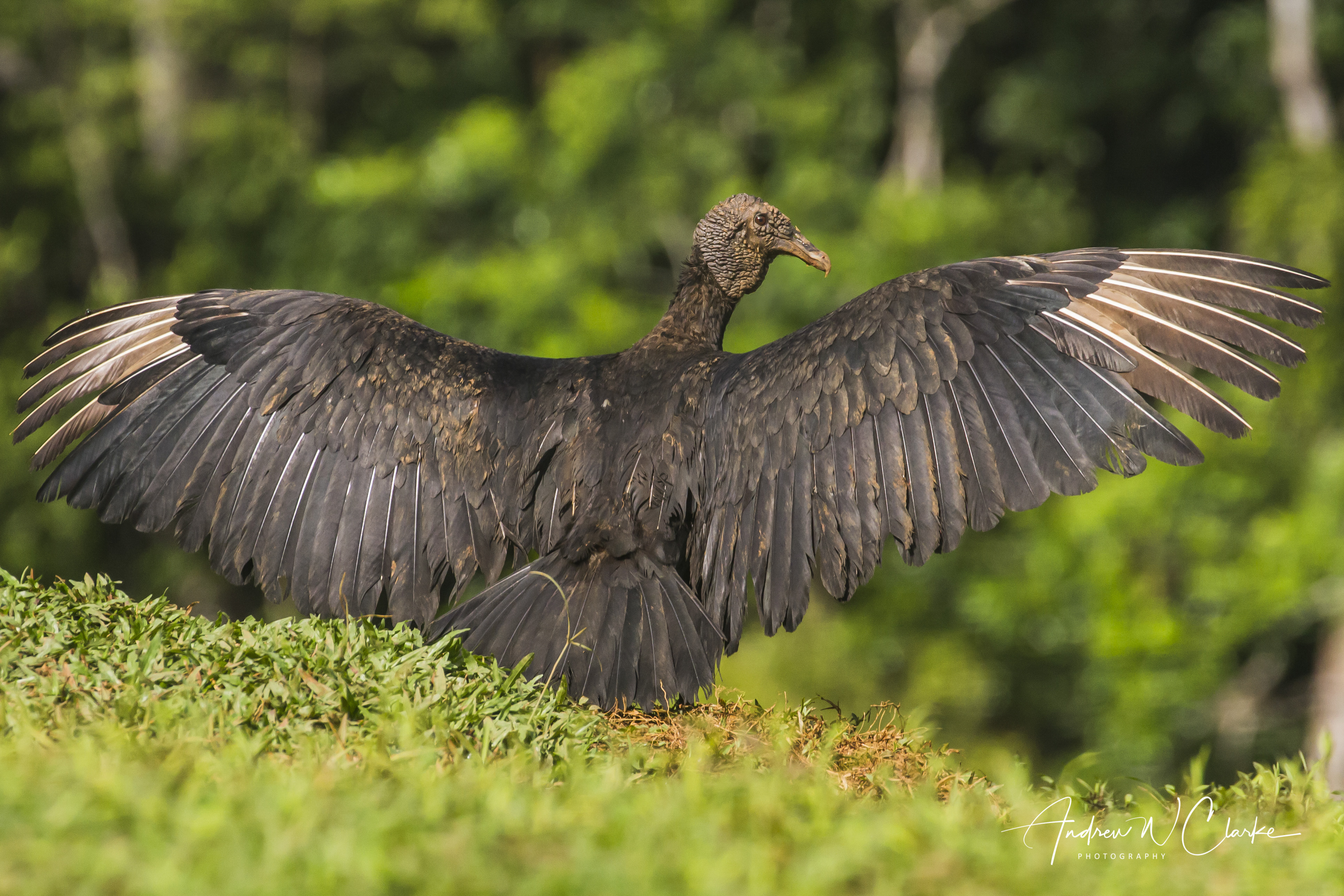 Black Vulture