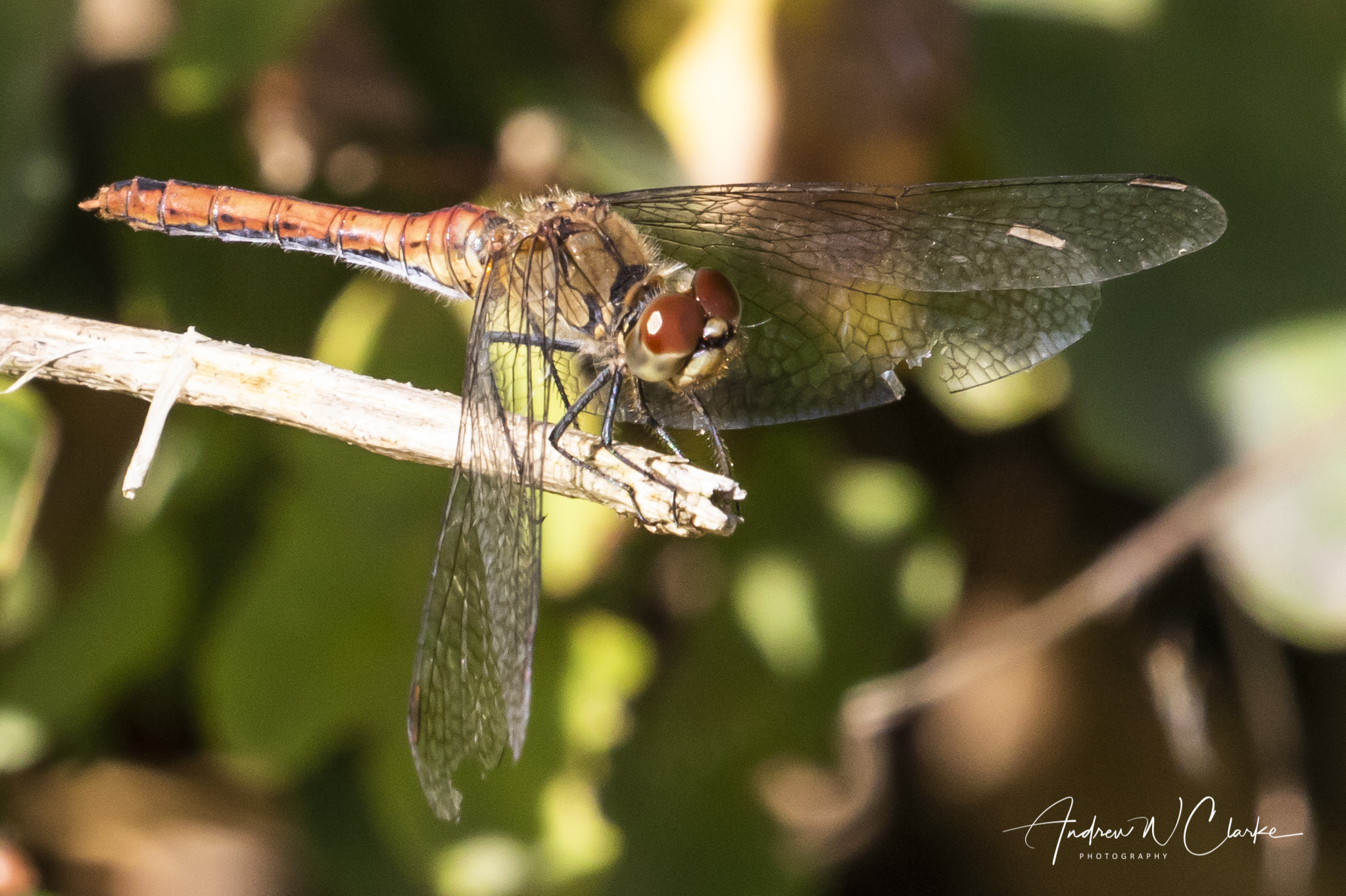 Ruddy Darter