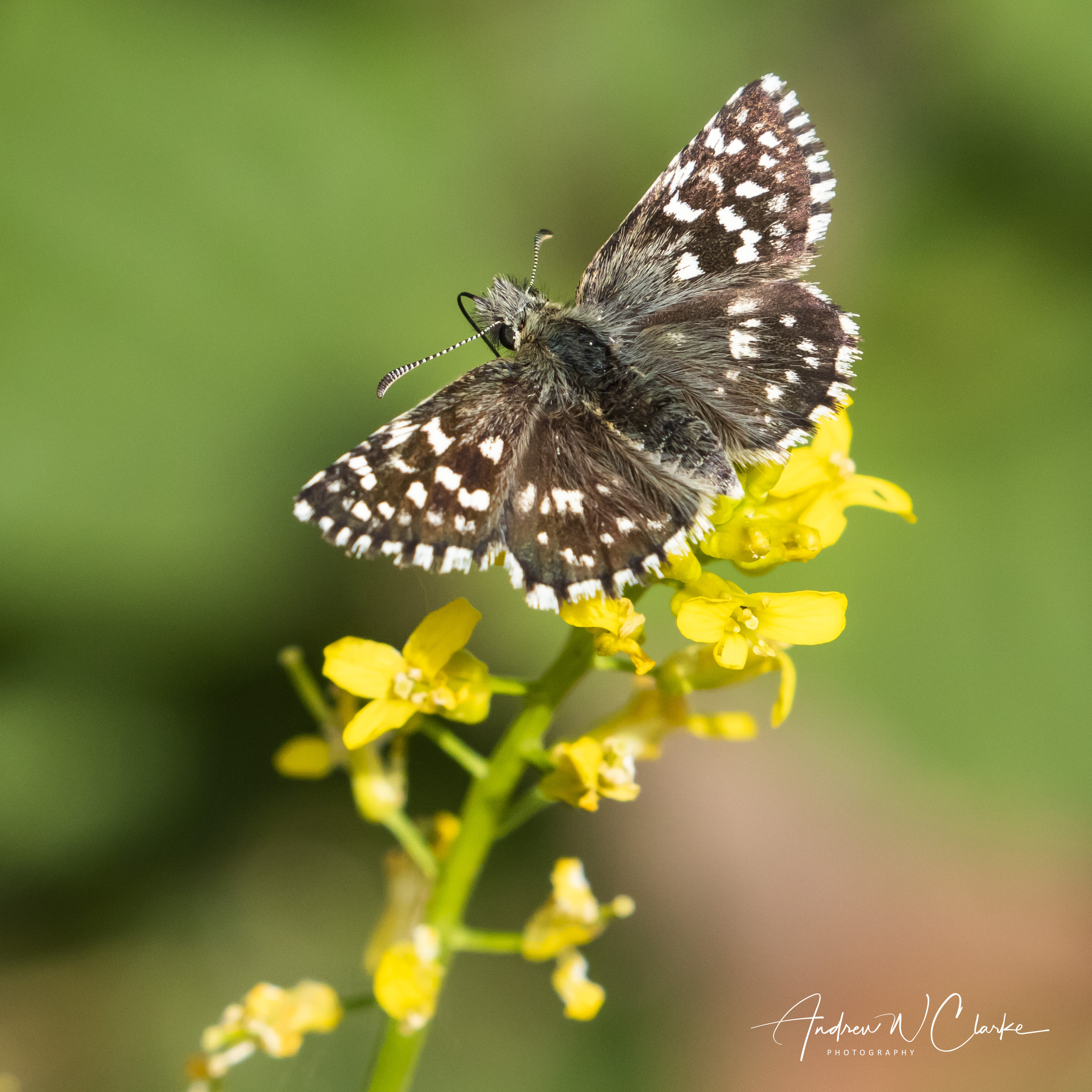 Grizzled Skipper
