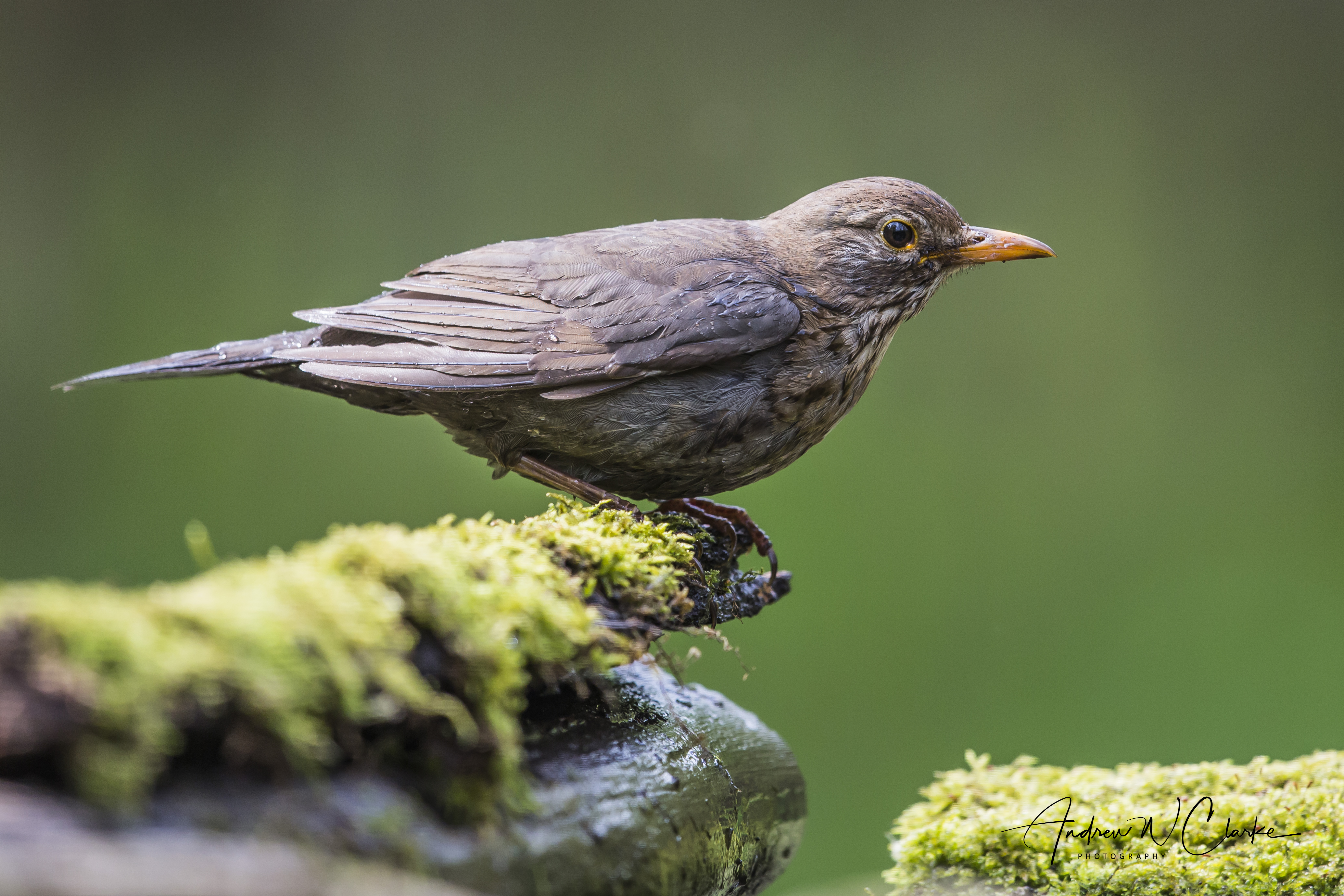 Eurasian Blackbird