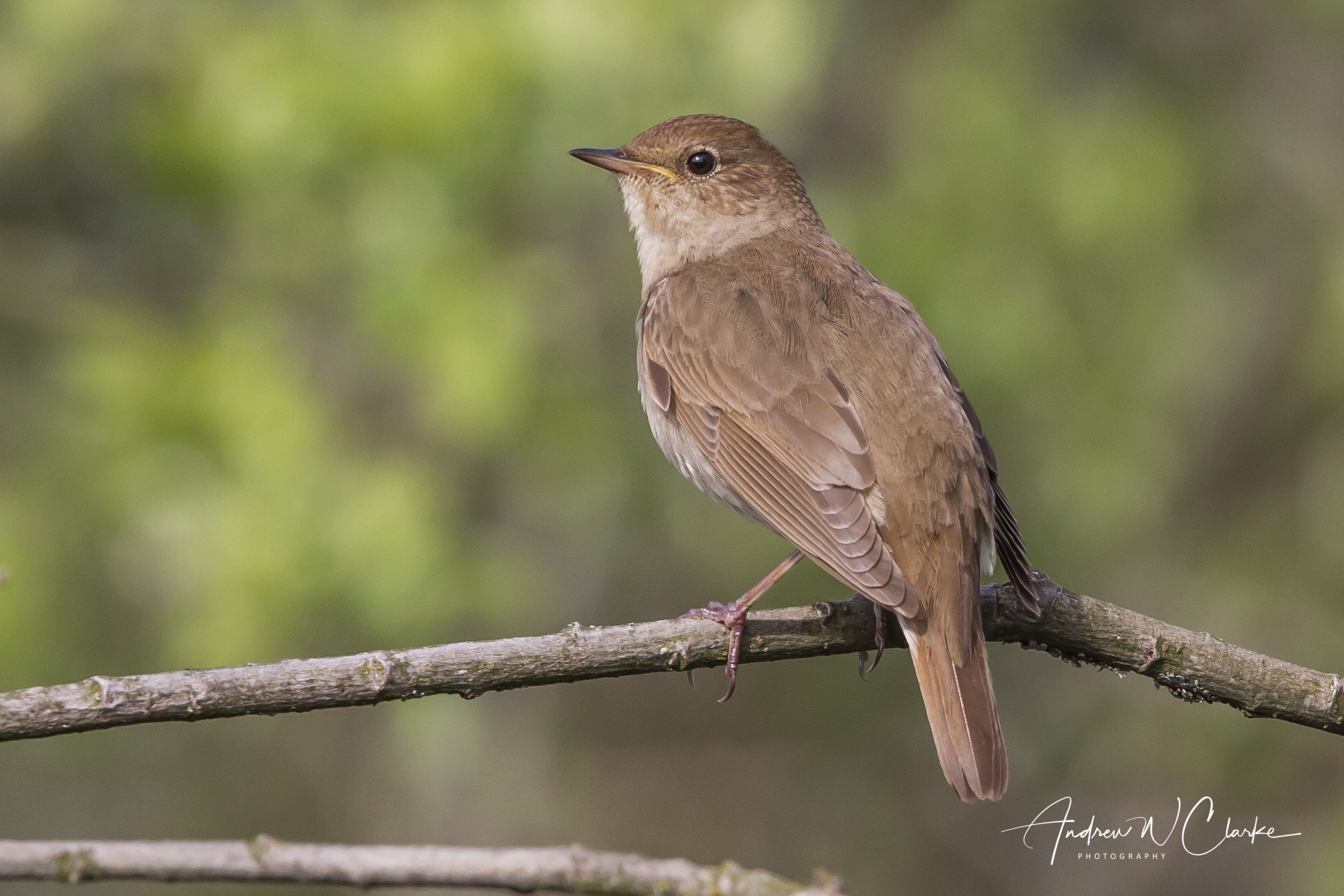 Thrush Nightingale / Nattergal