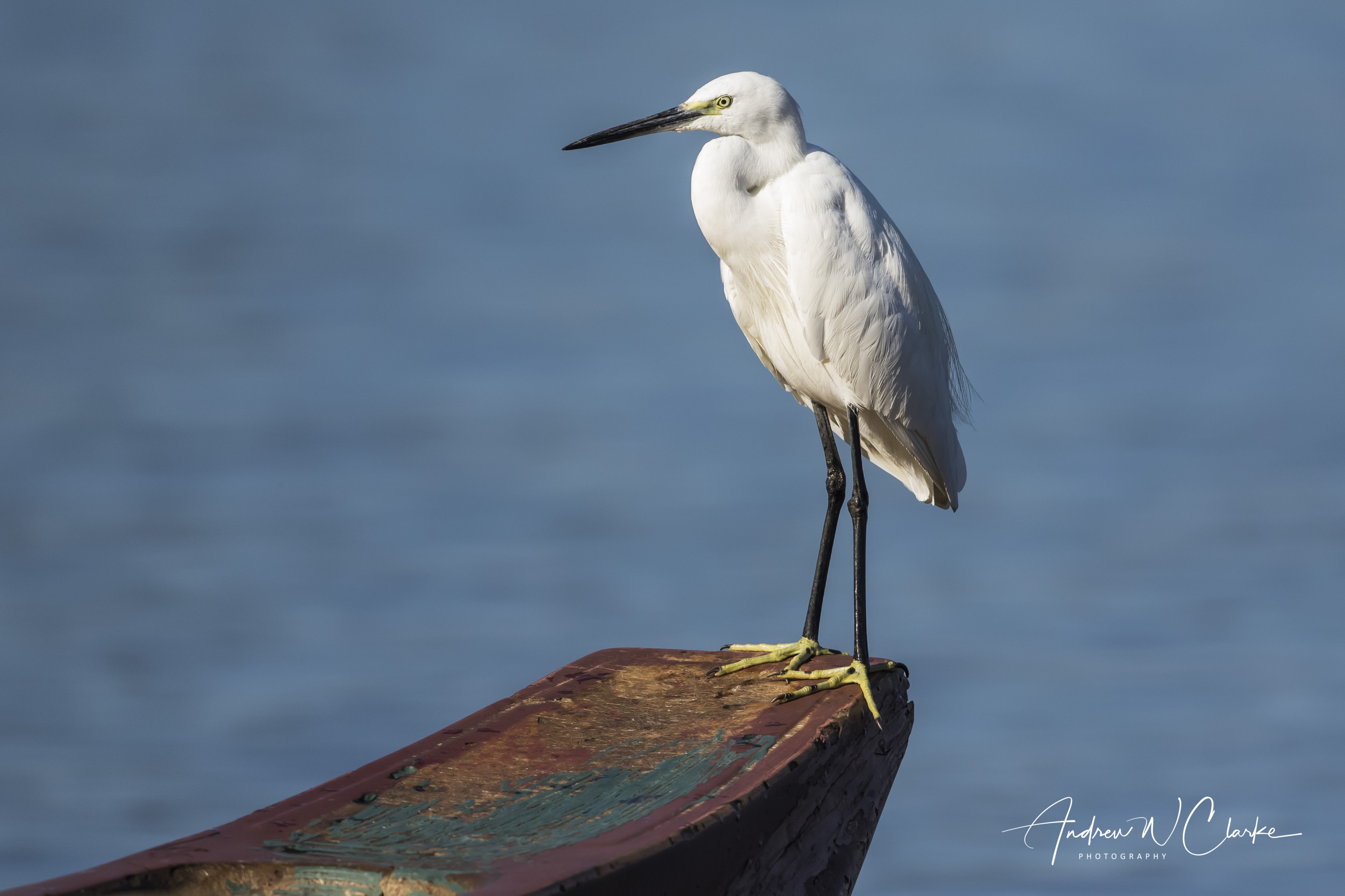 Little Egret
