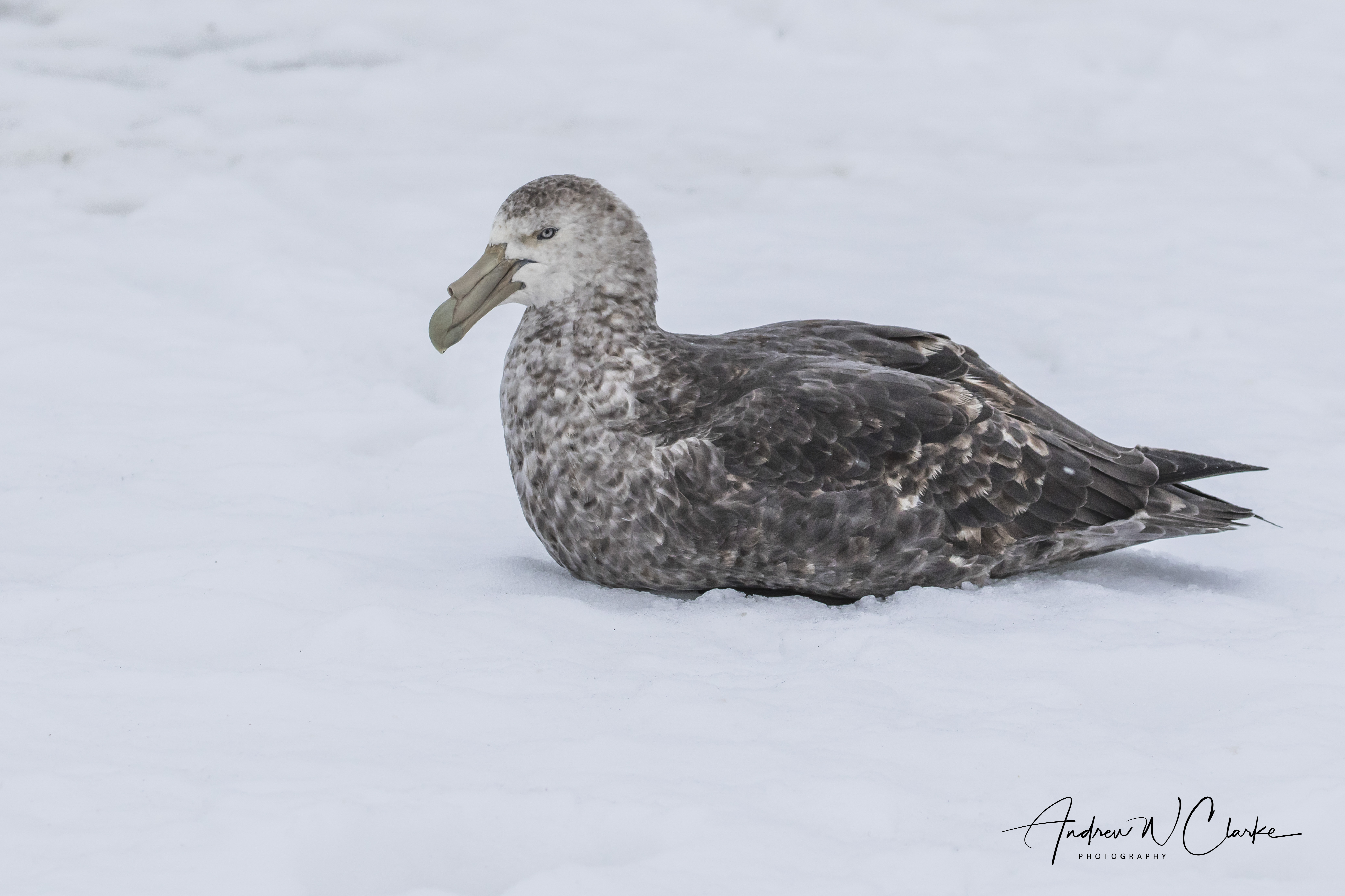 Southern Giant Petrel
