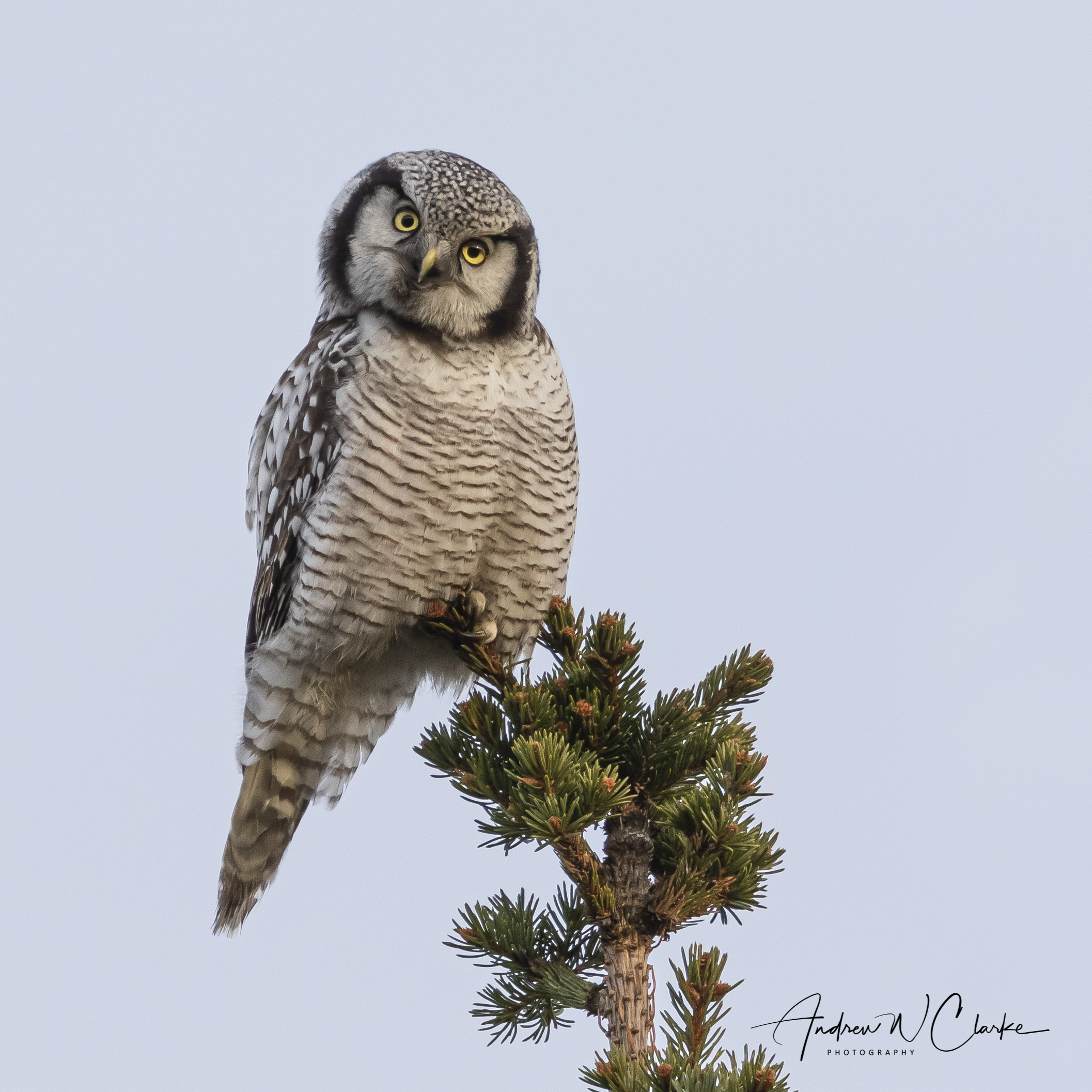 Northern Hawk Owl / Haukugle