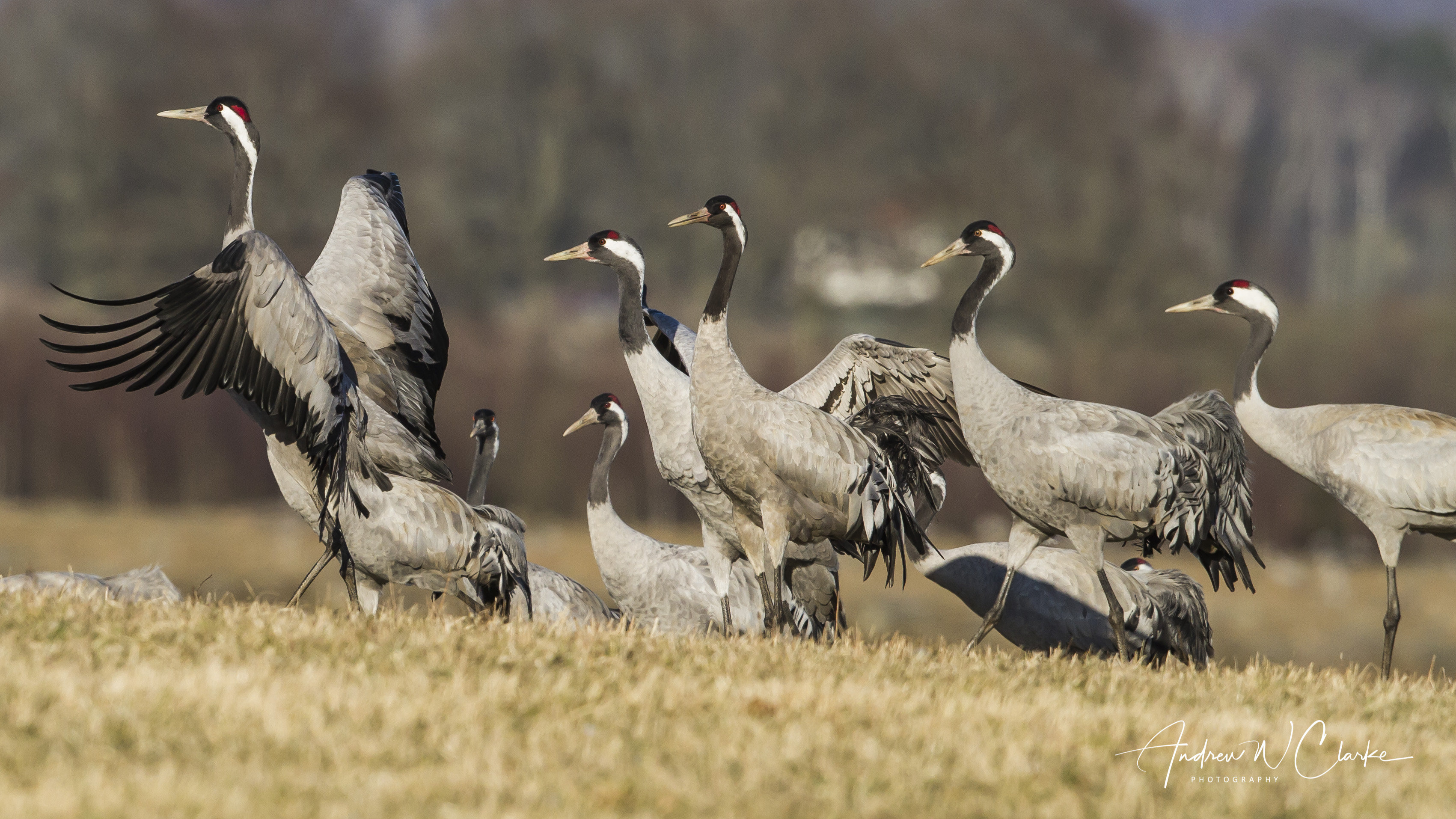 Common Crane / Trane
