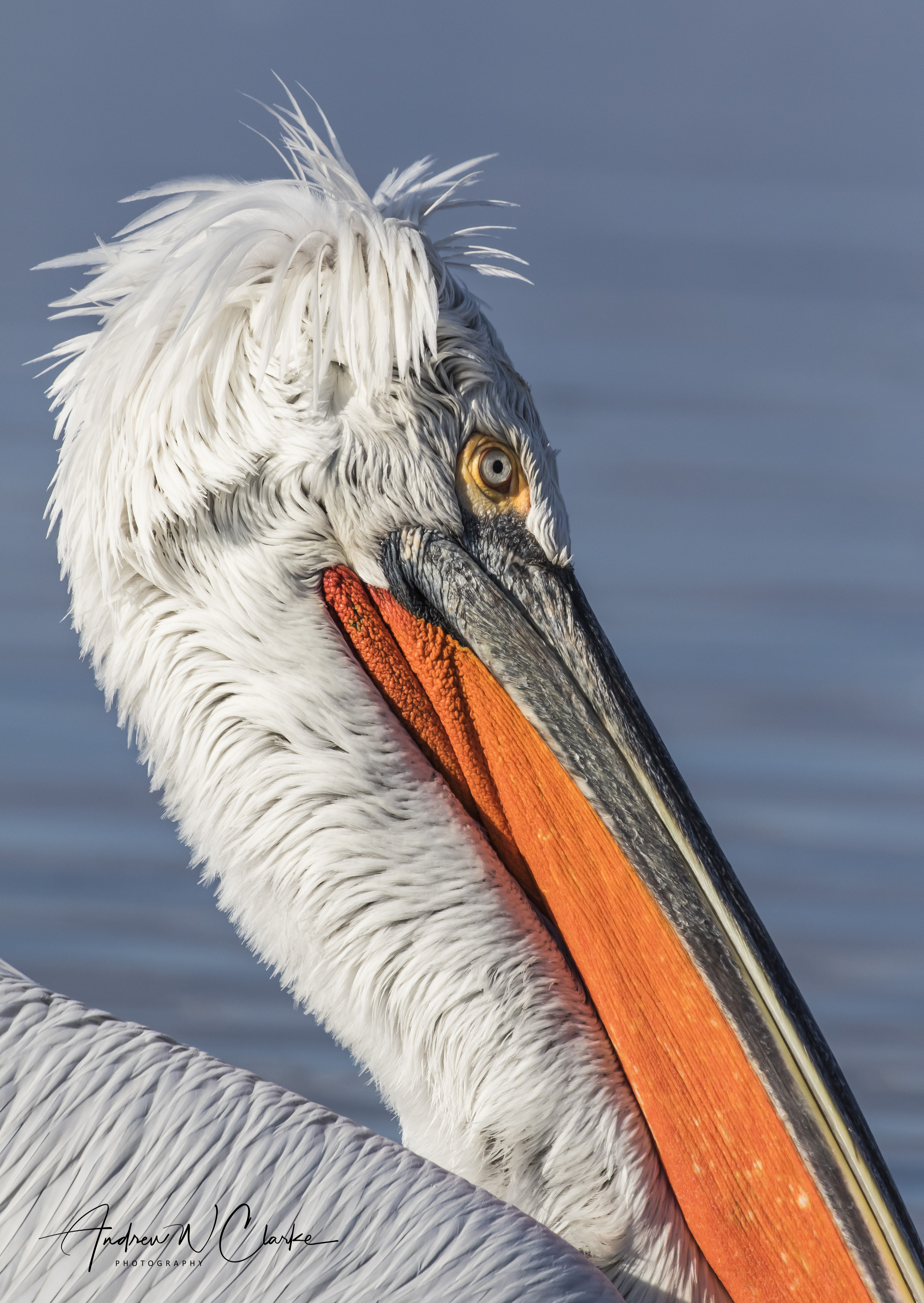 Dalmatian Pelican