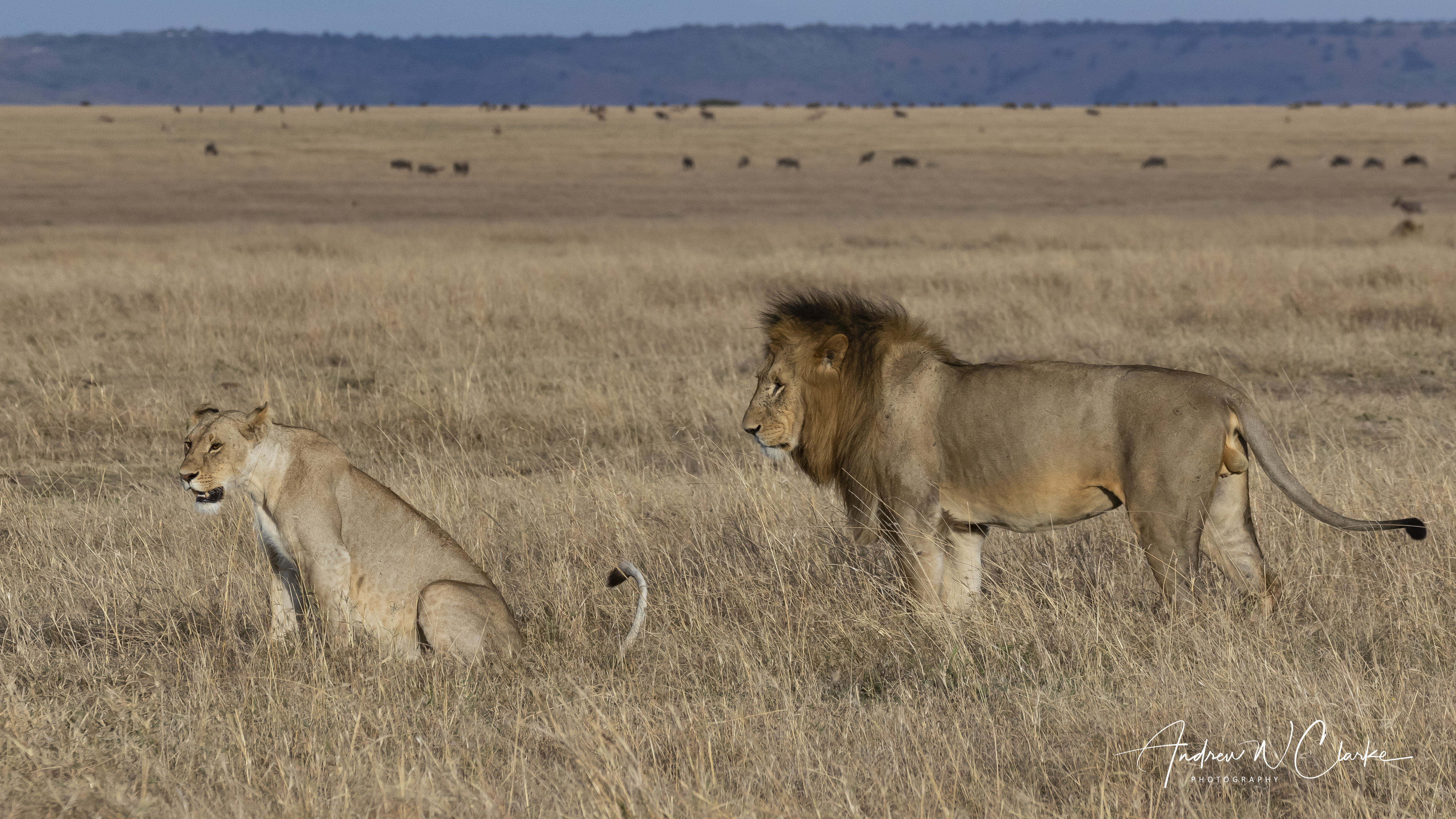 Lion