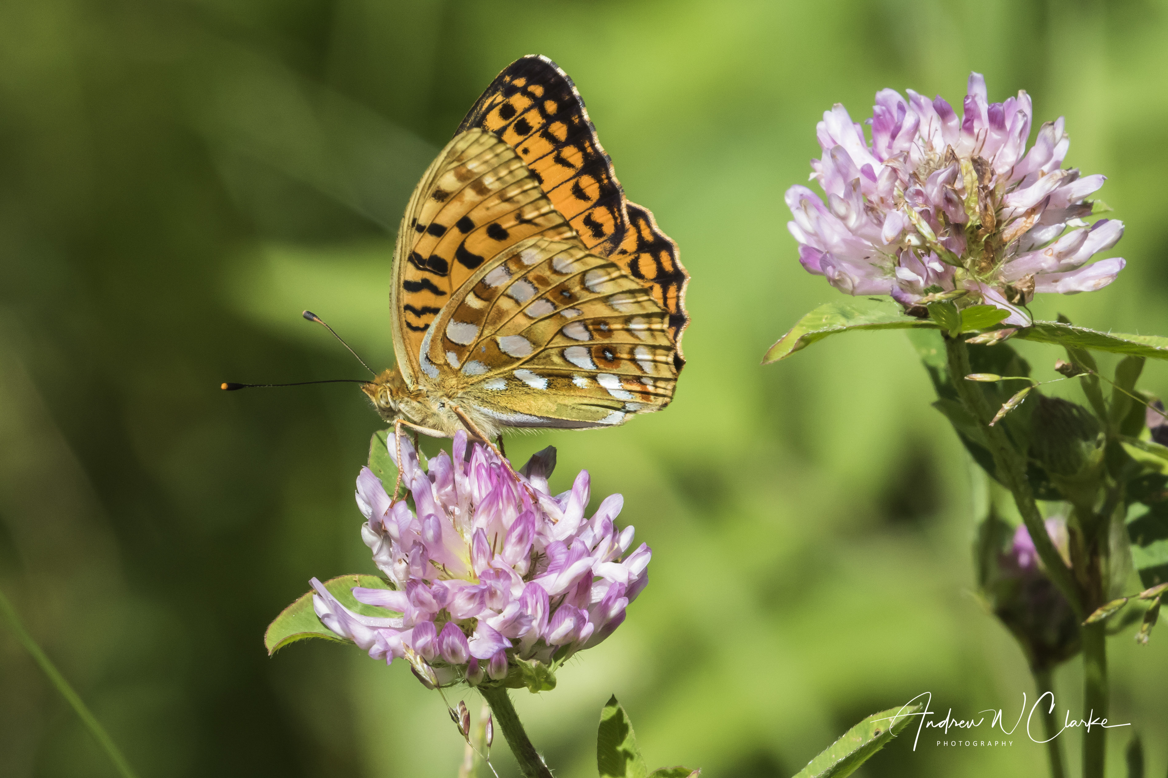High Brown Fritillary