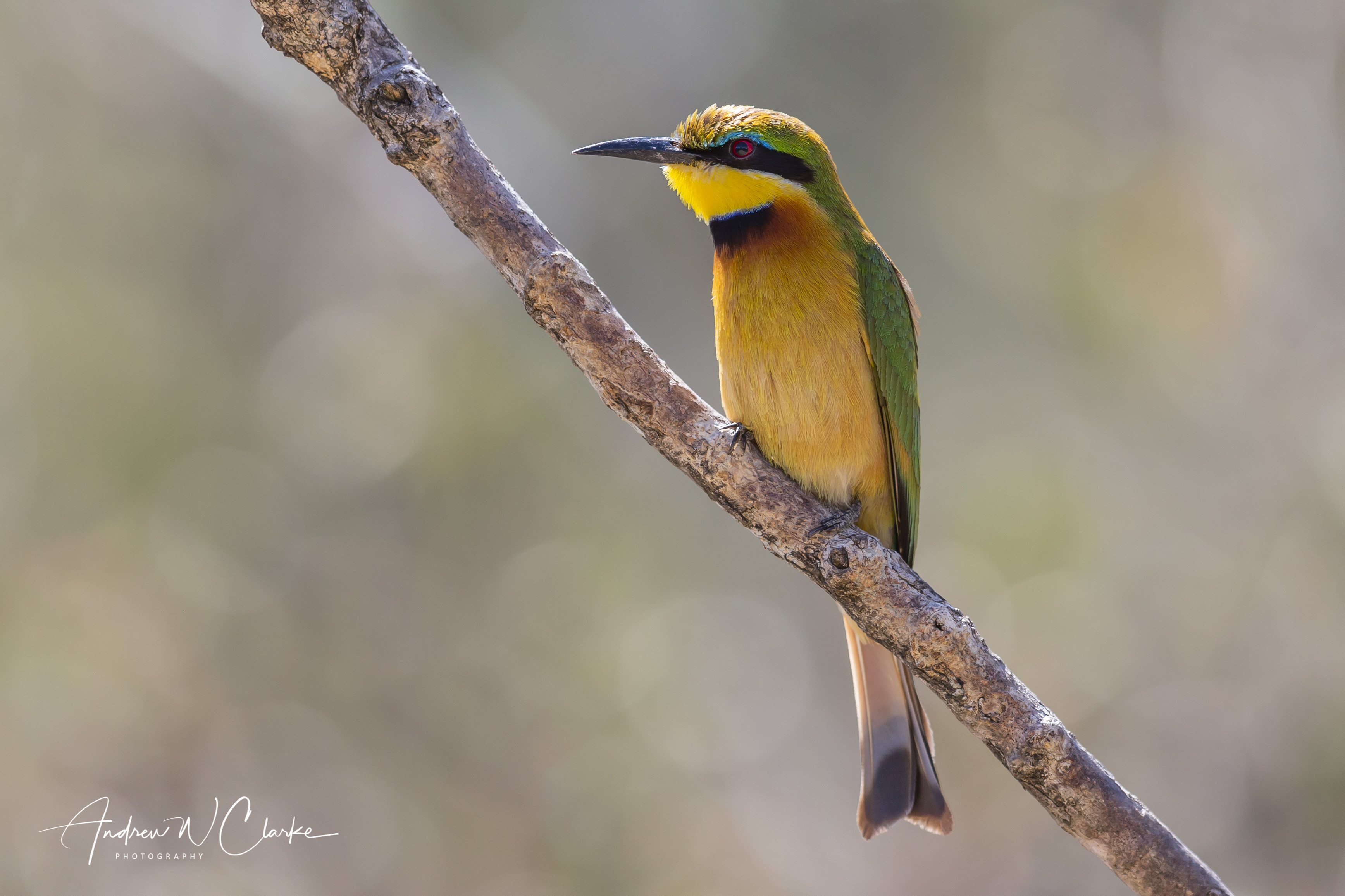 Little Bee-eater