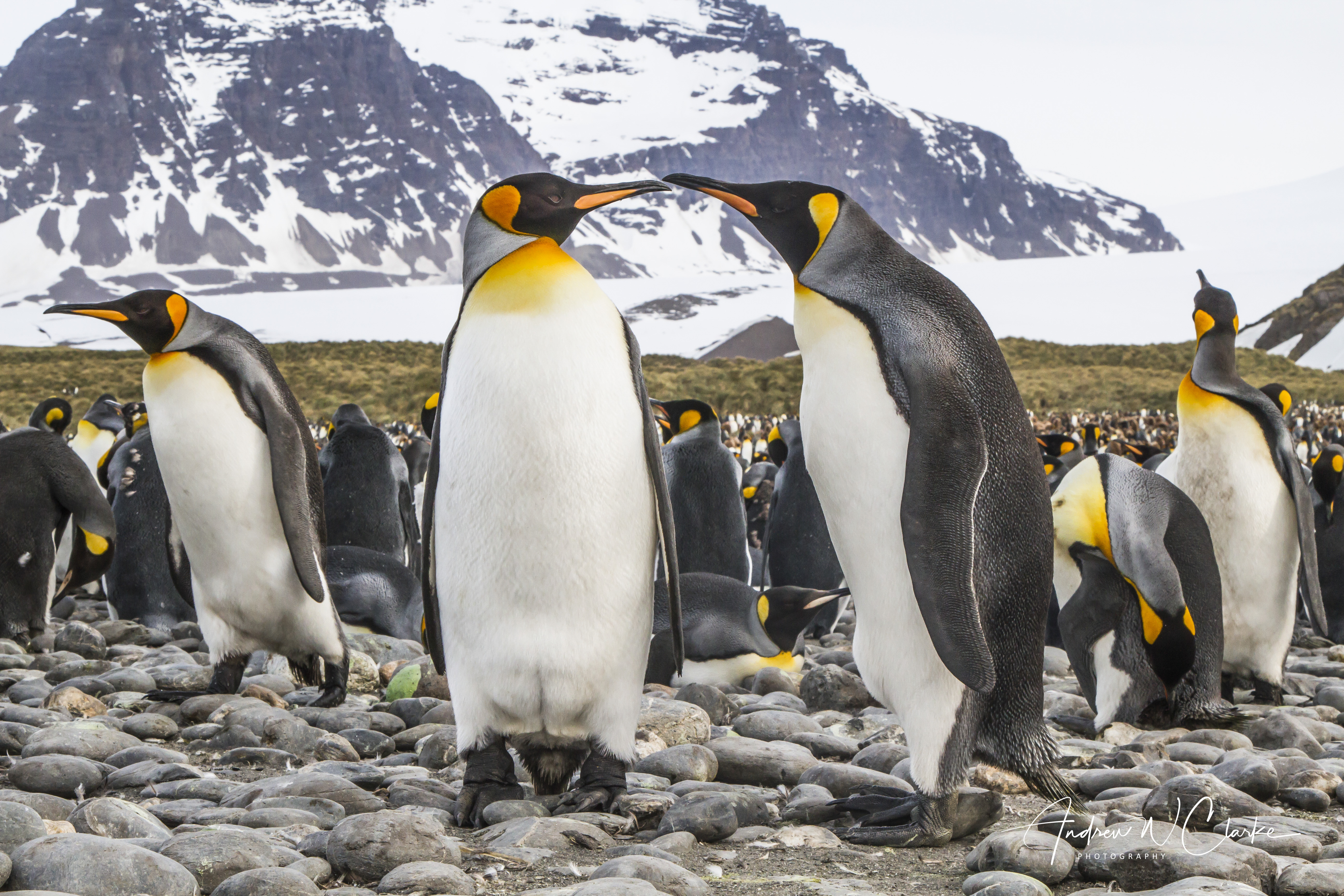 King Penguin
