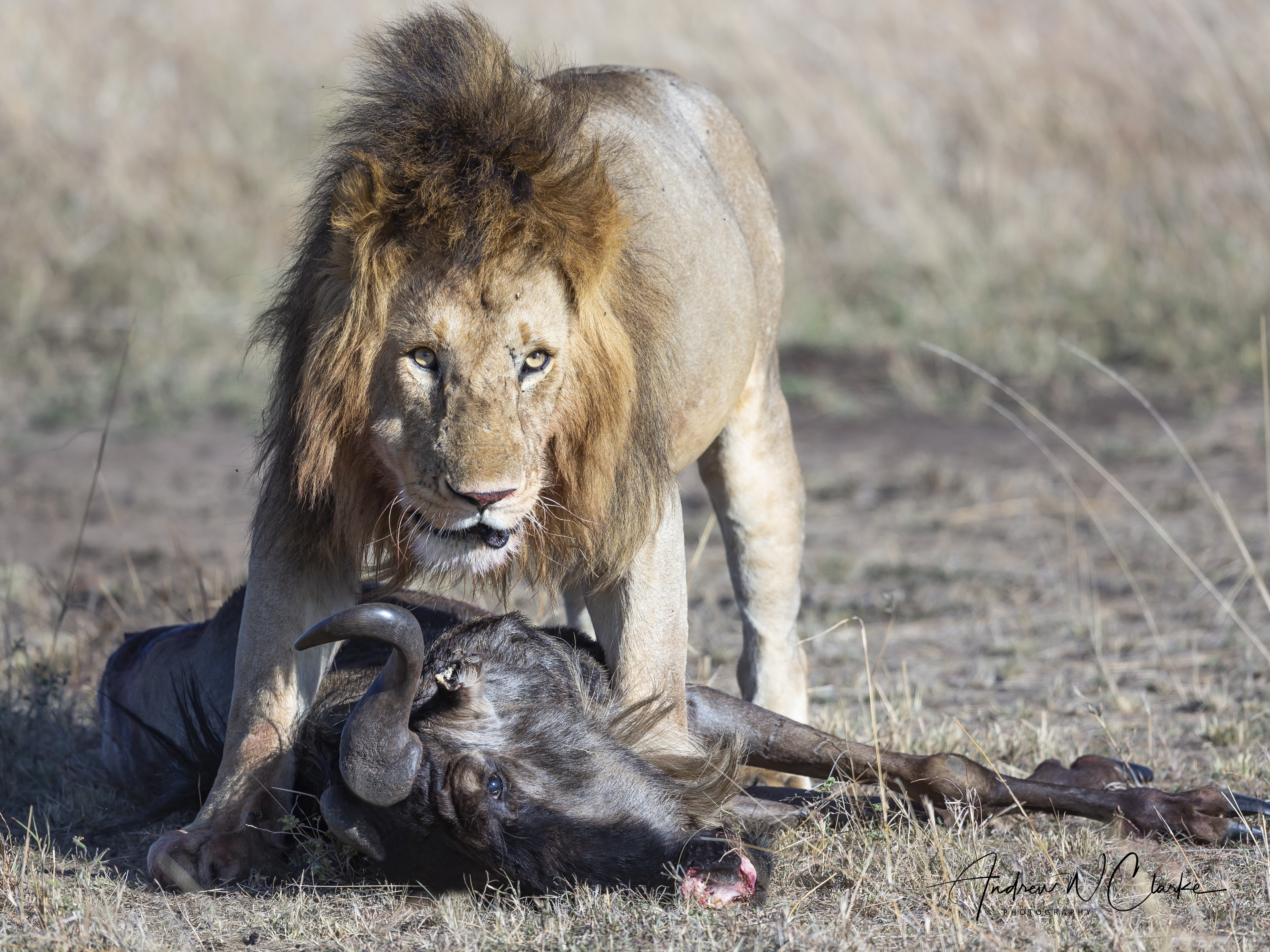 Lion