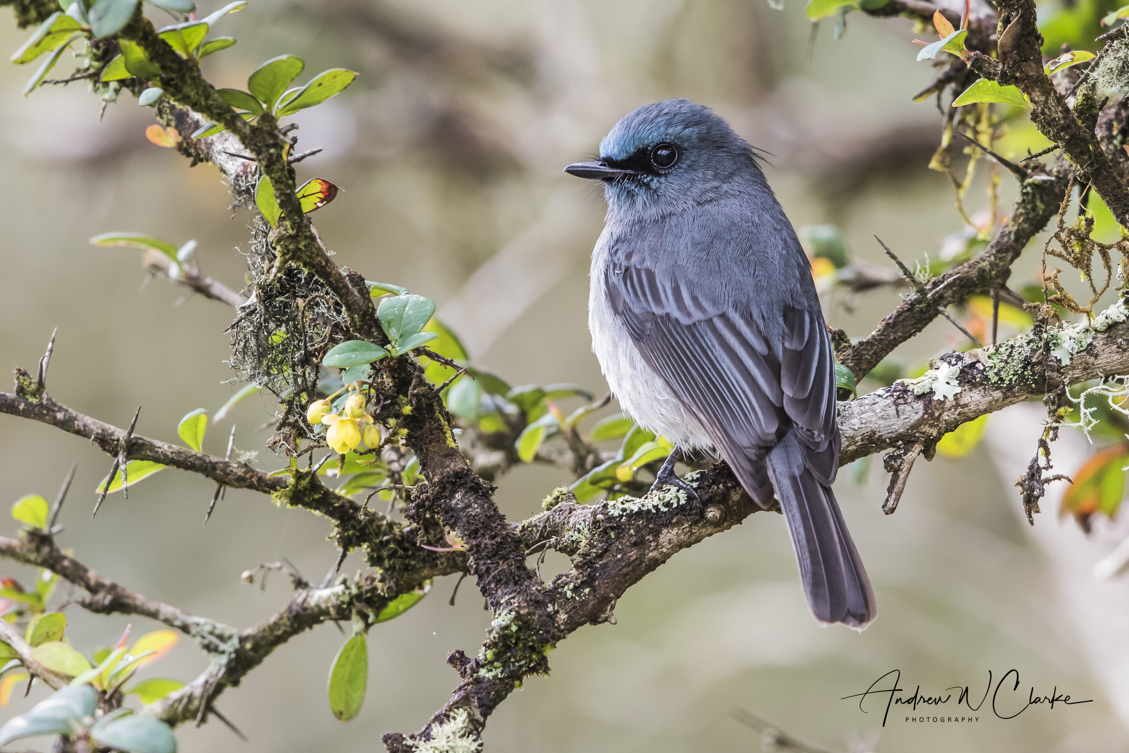 Dull Blue Flycatcher