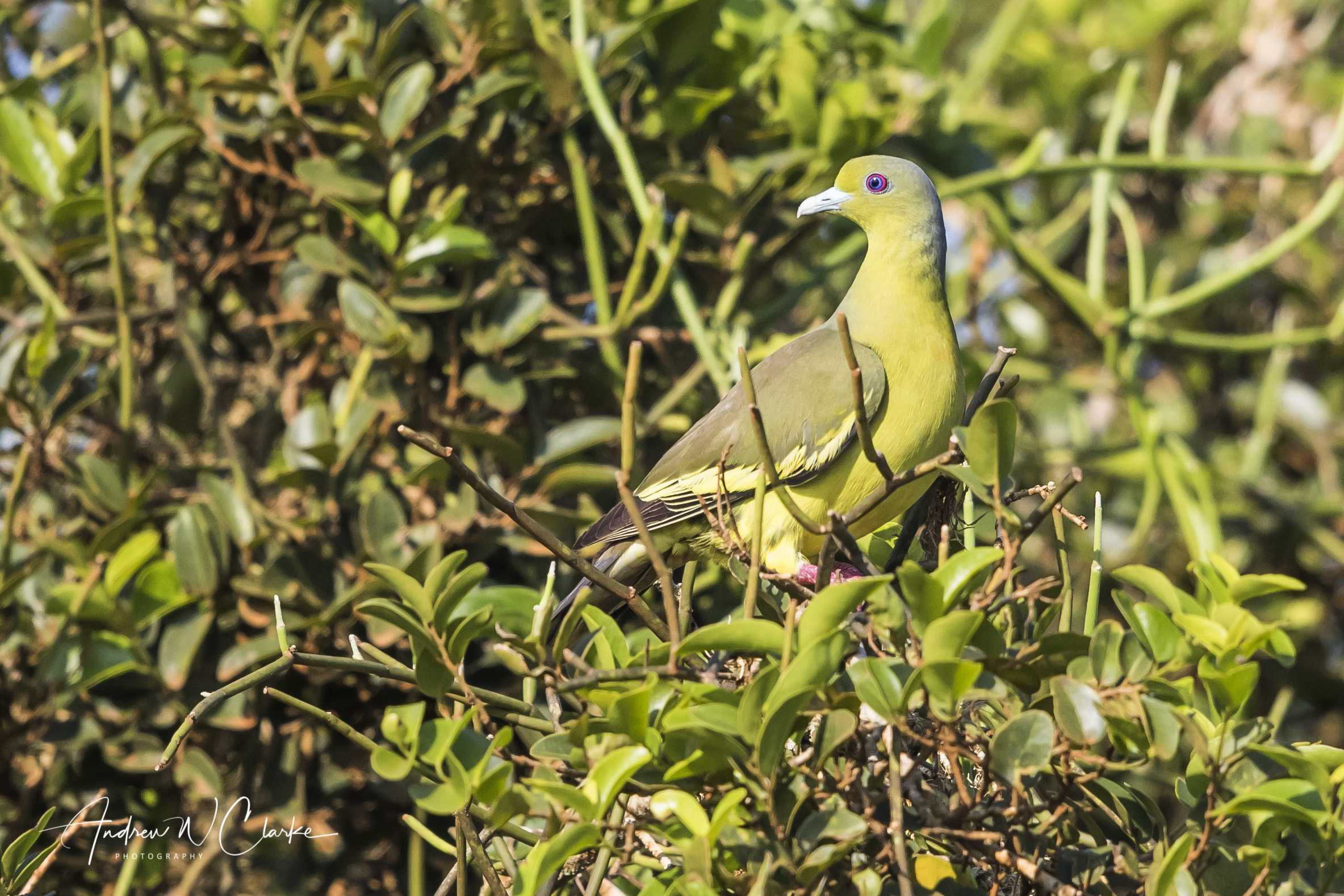 Orange-breasted Pigeon