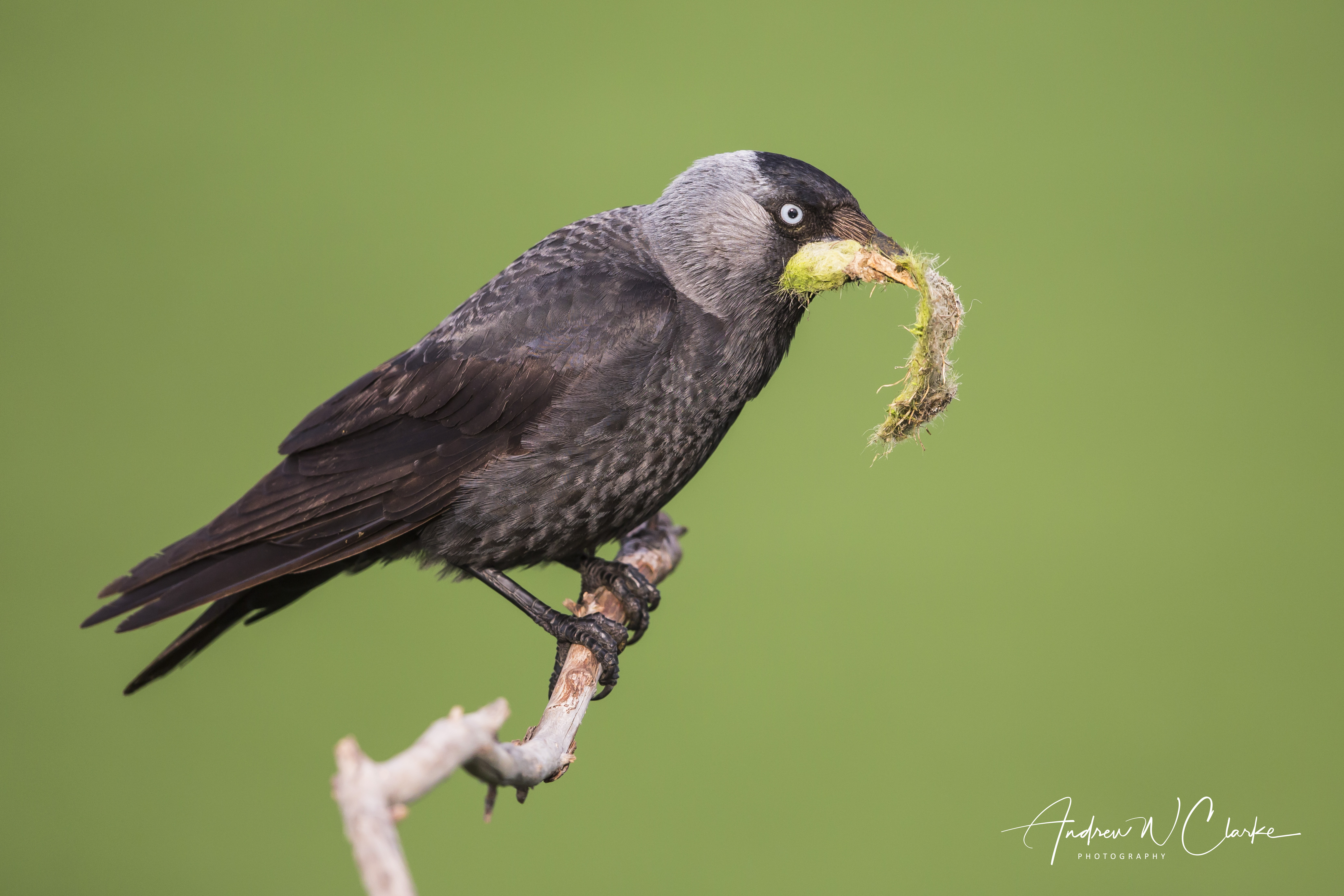 Eurasian Jackdaw