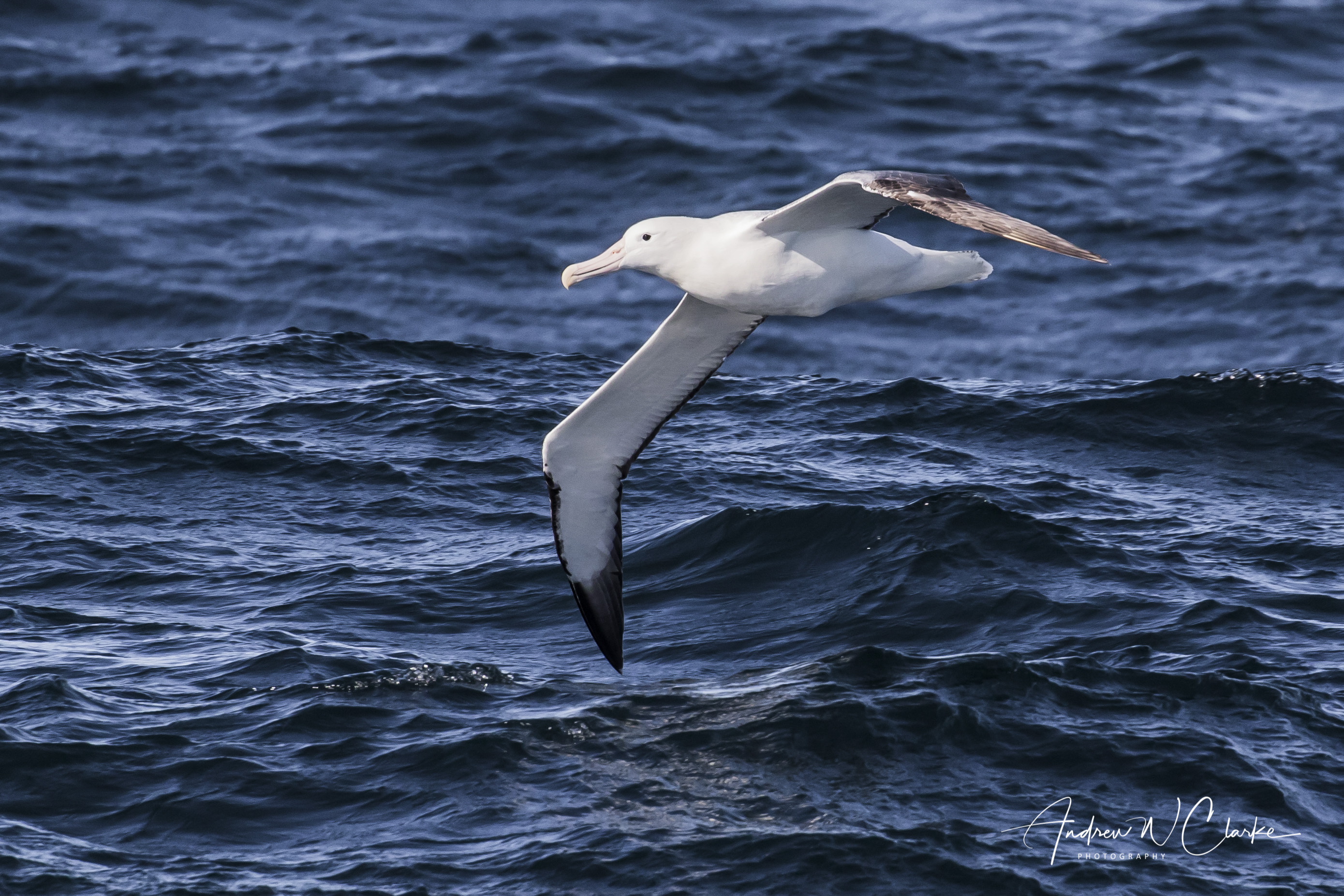 (Southern) Royal Albatross