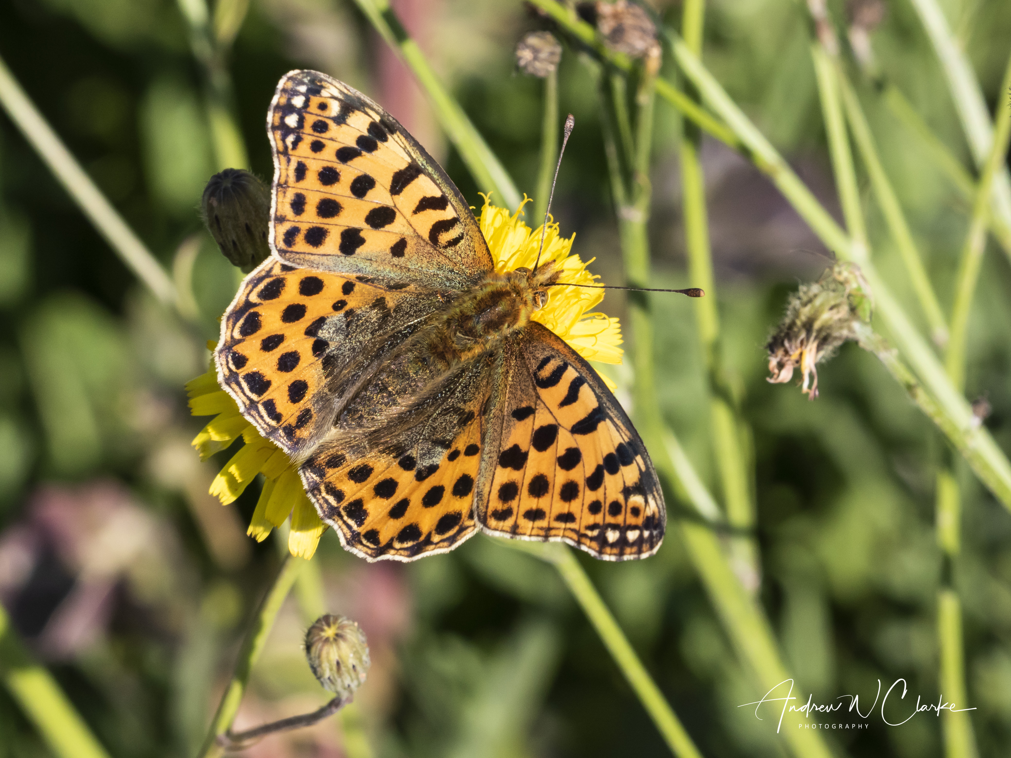 Queen of Spain Fritillary