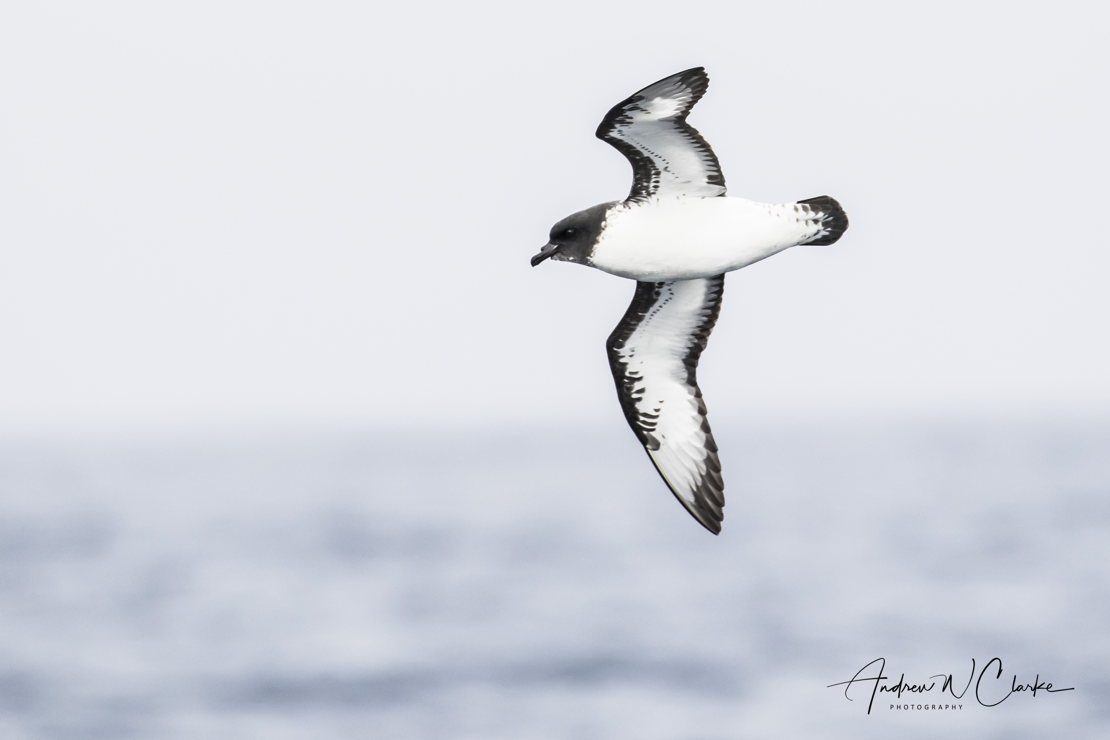 Cape Petrel