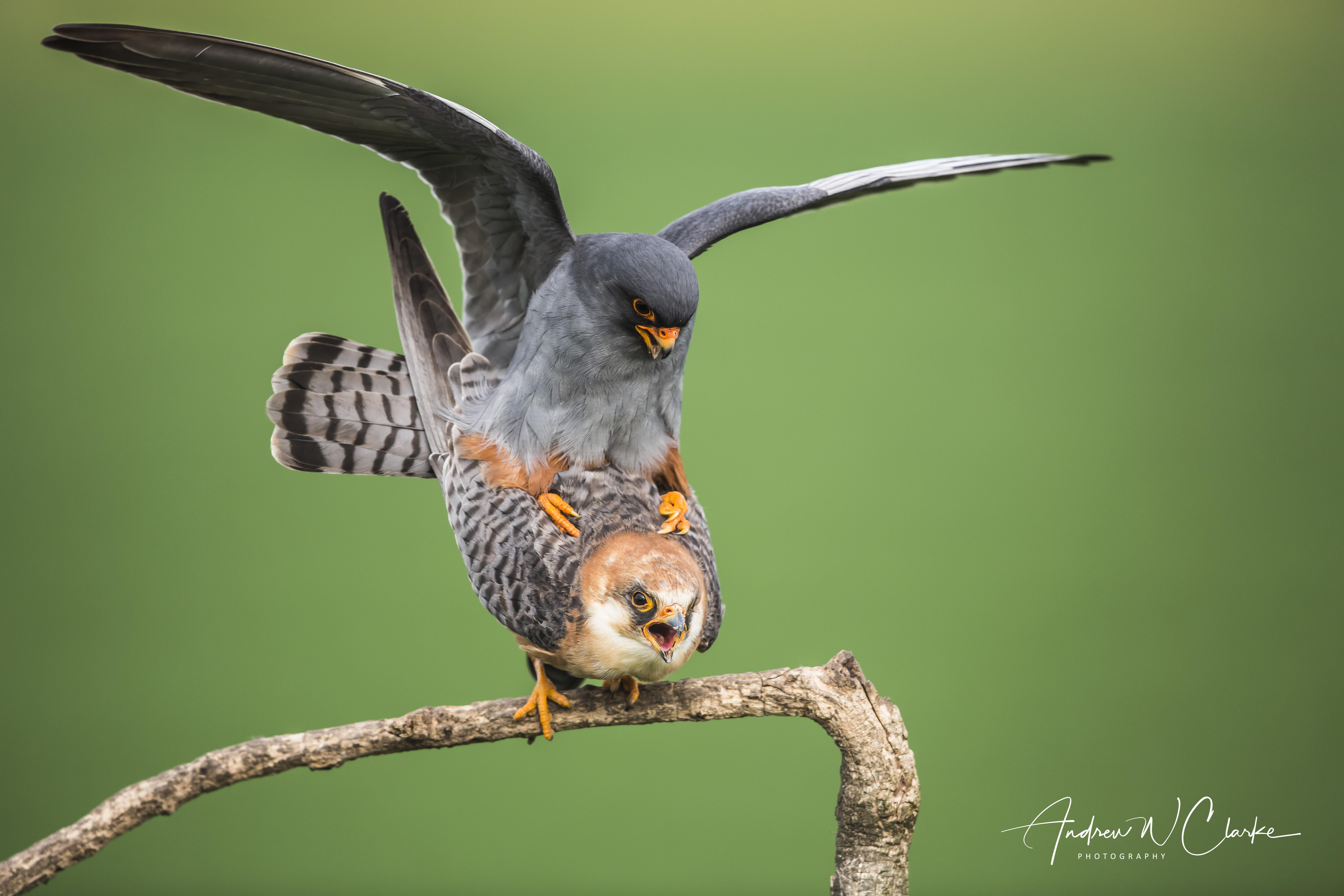 Red-footed Falcon