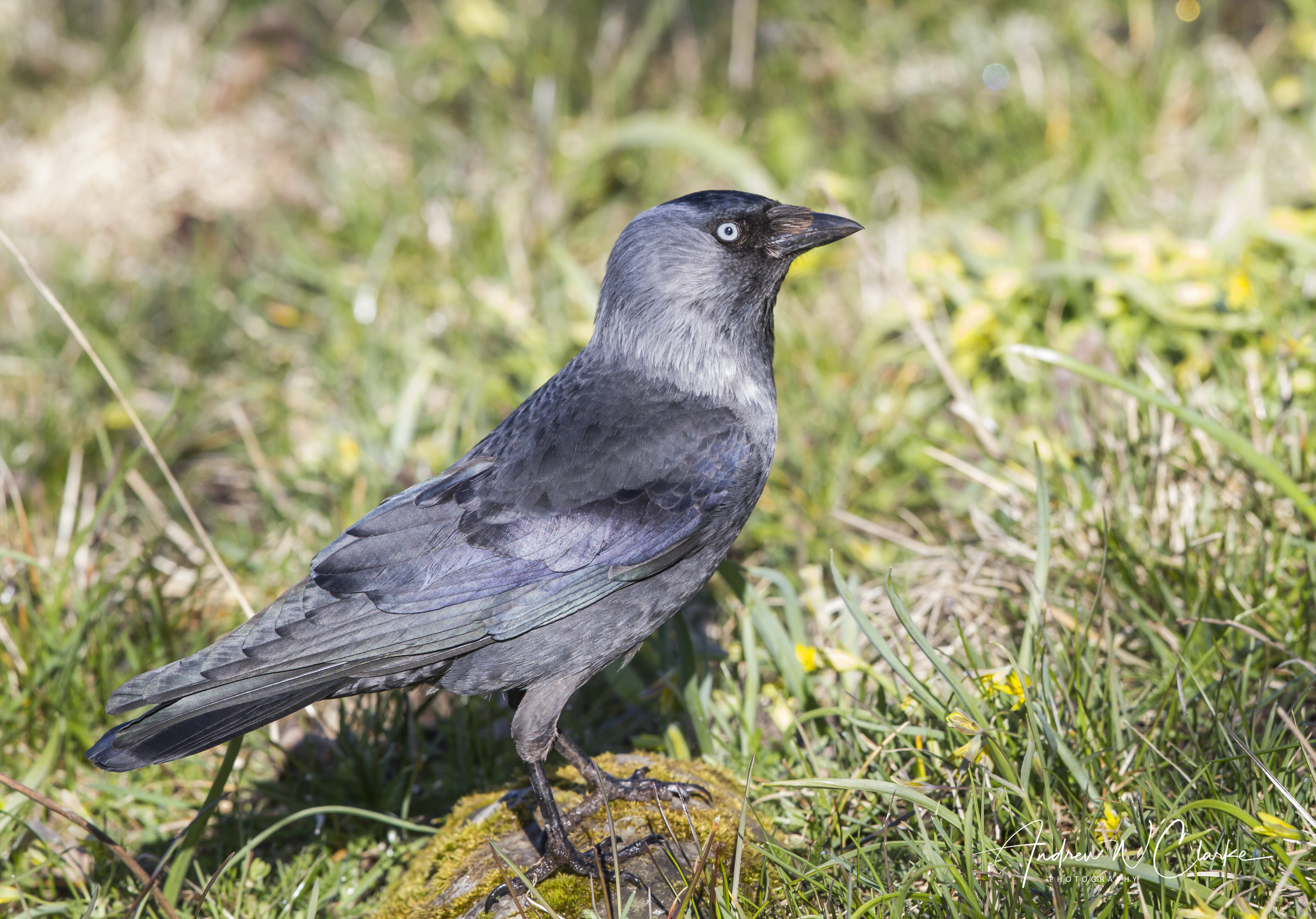 Eurasian Jackdaw / Kaie