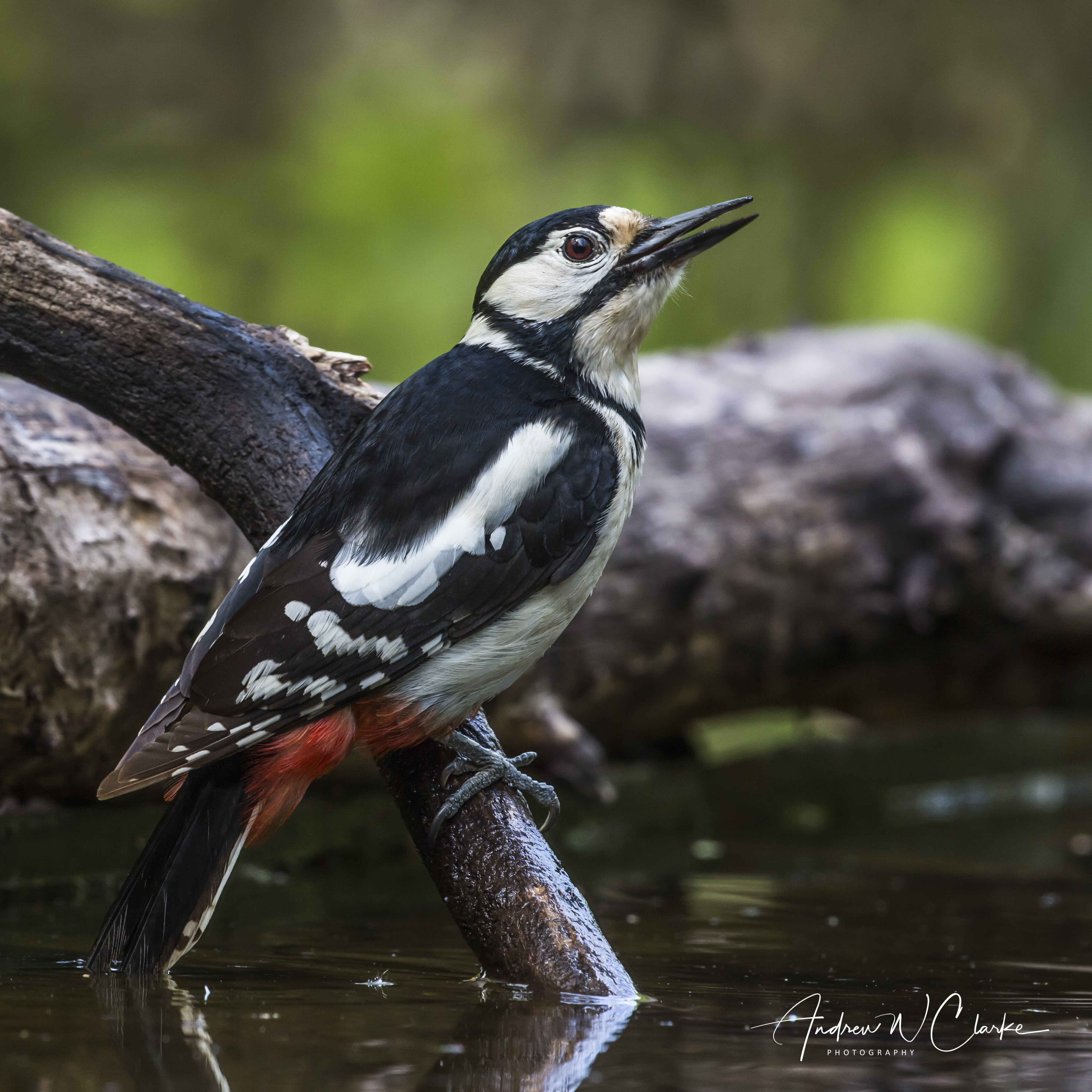 Great-spotted Woodpecker