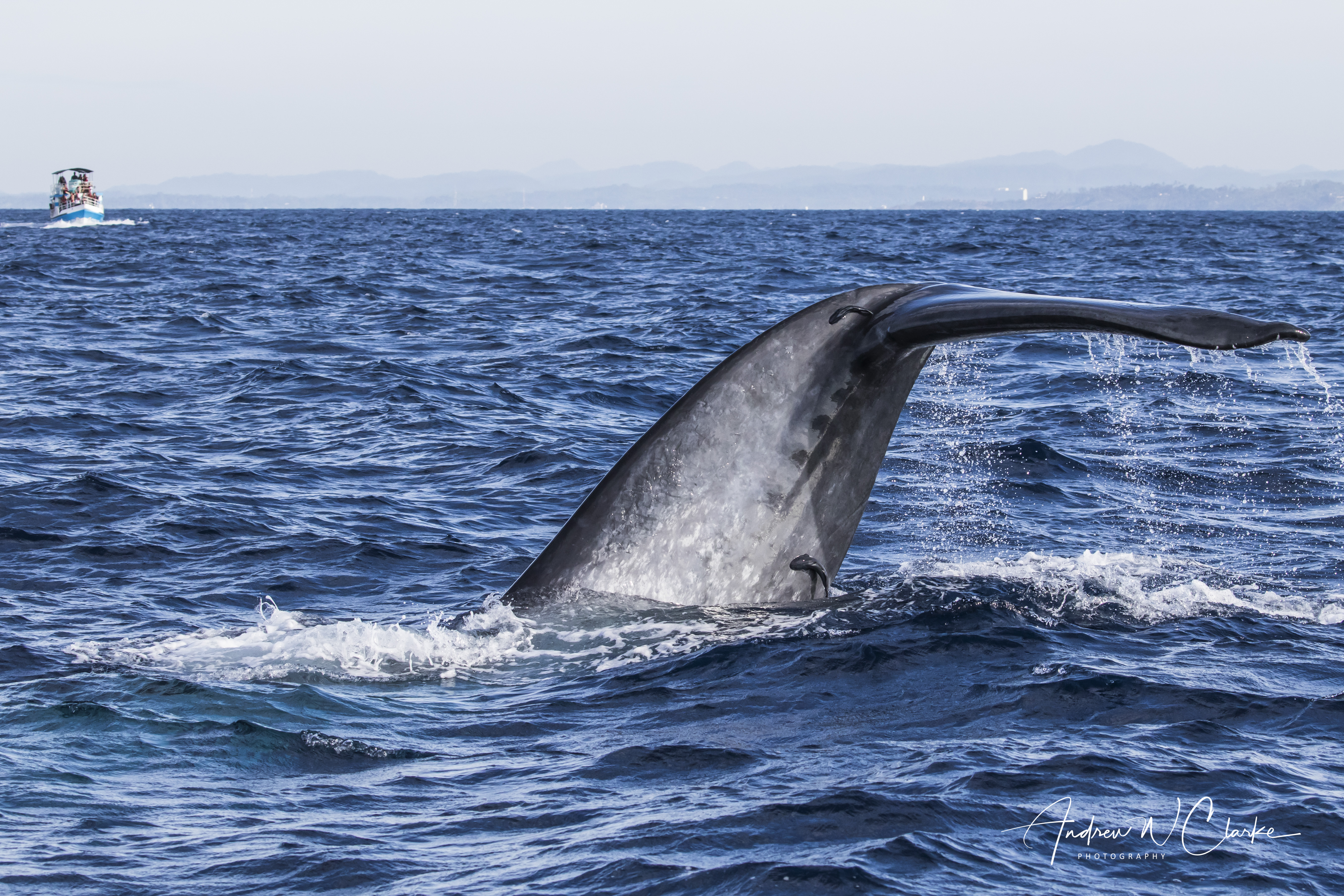 Blue Whale