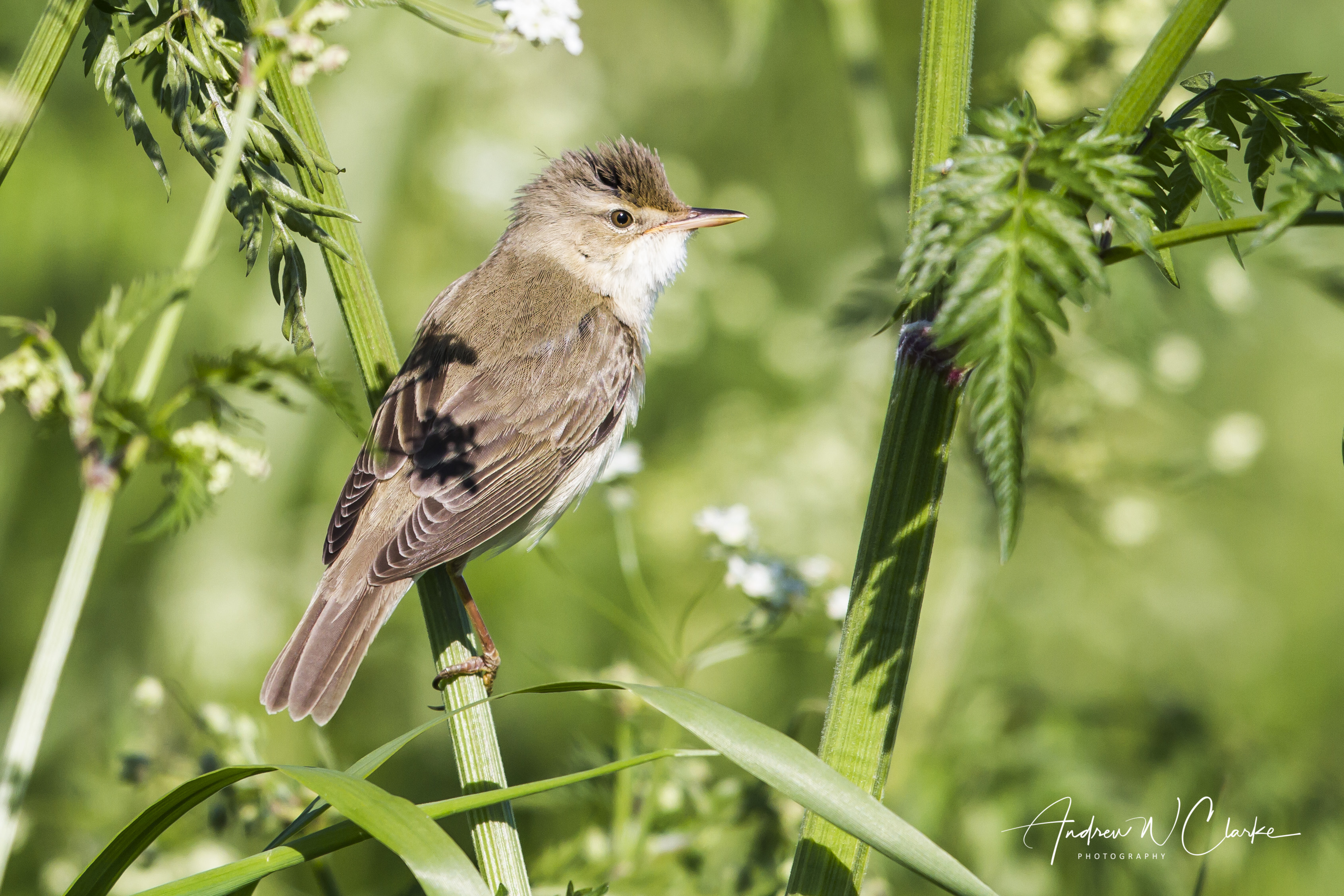 Marsh Warbler / Myrsanger