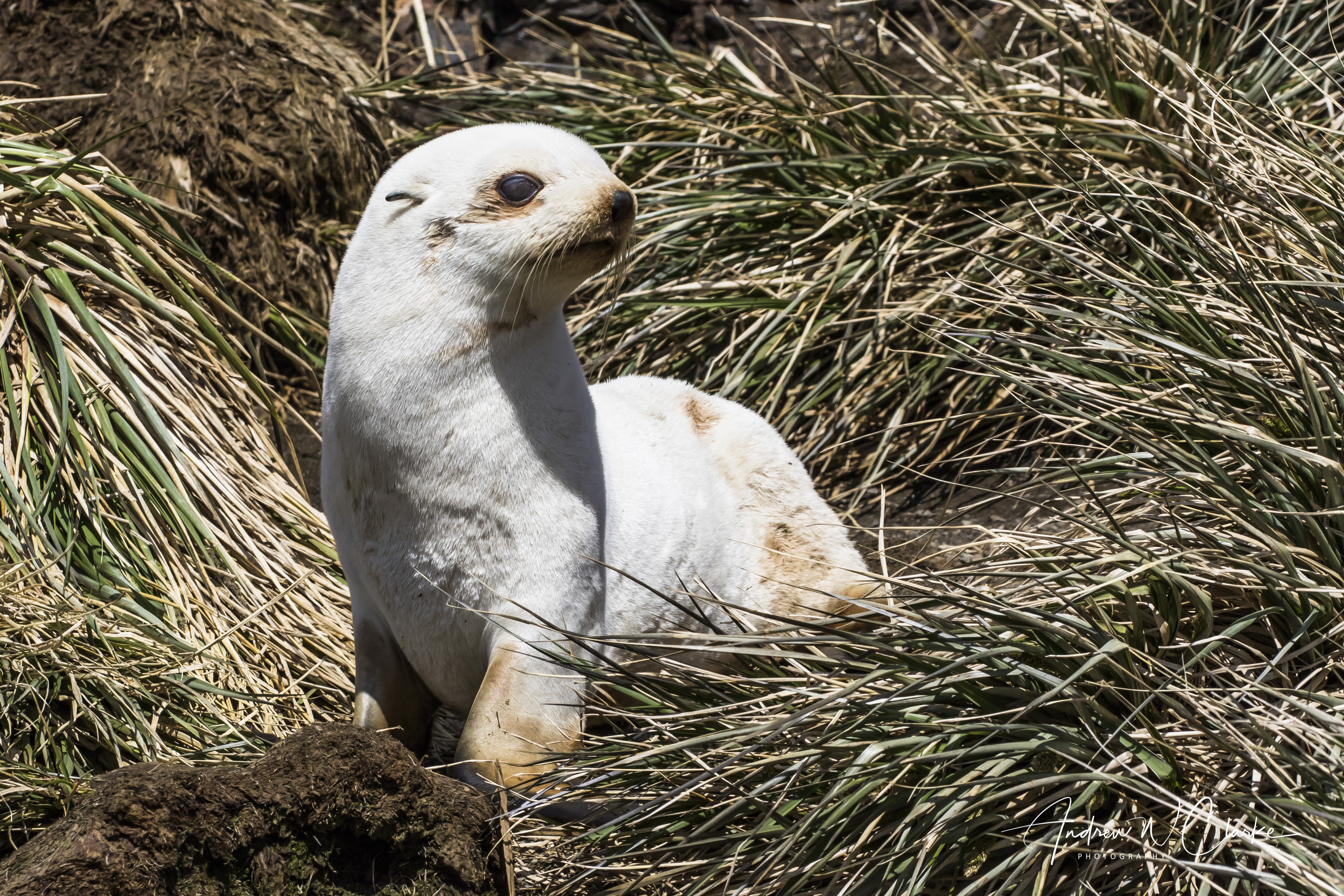 Antarctic Fur Seal