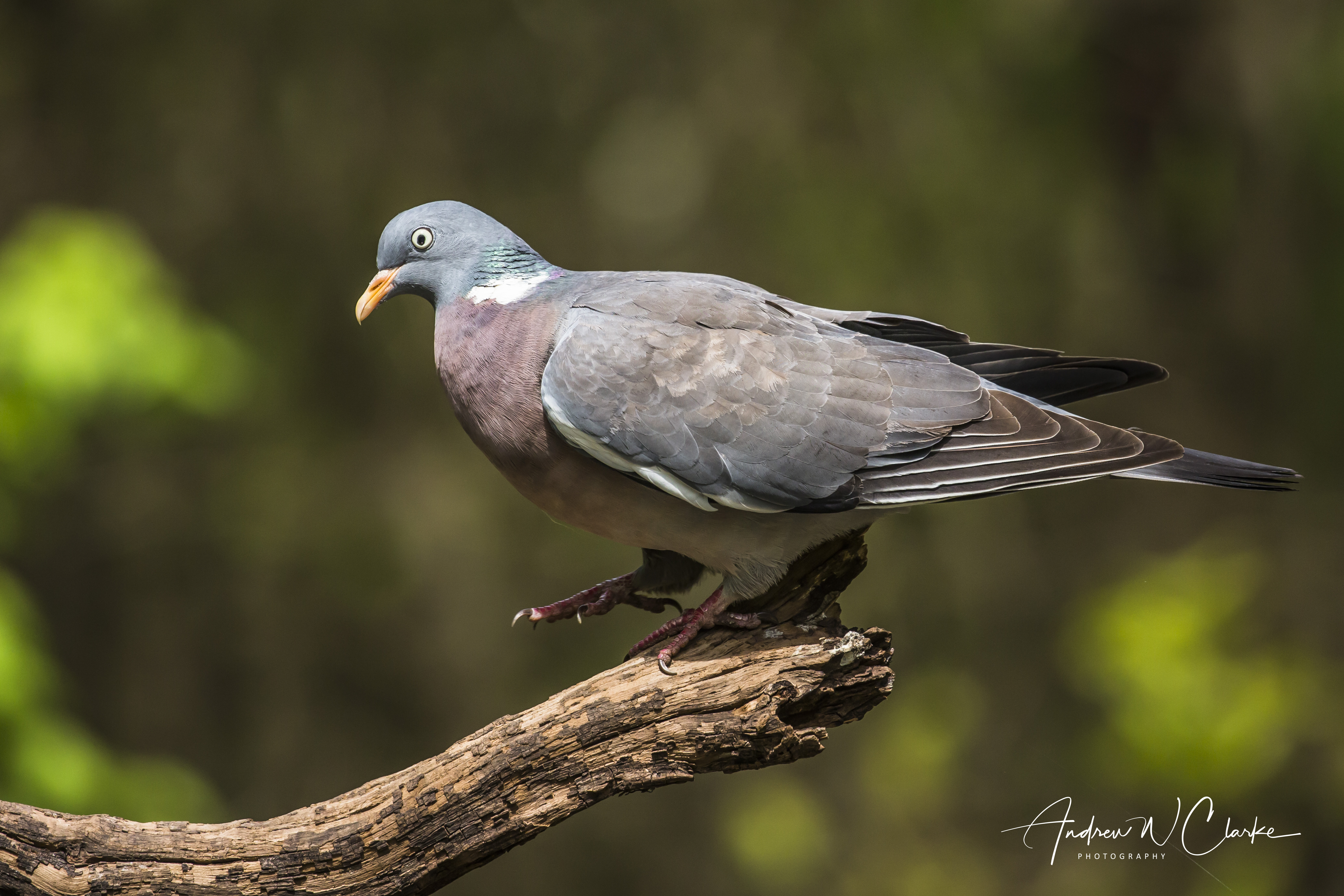 Common Wood-Pigeon