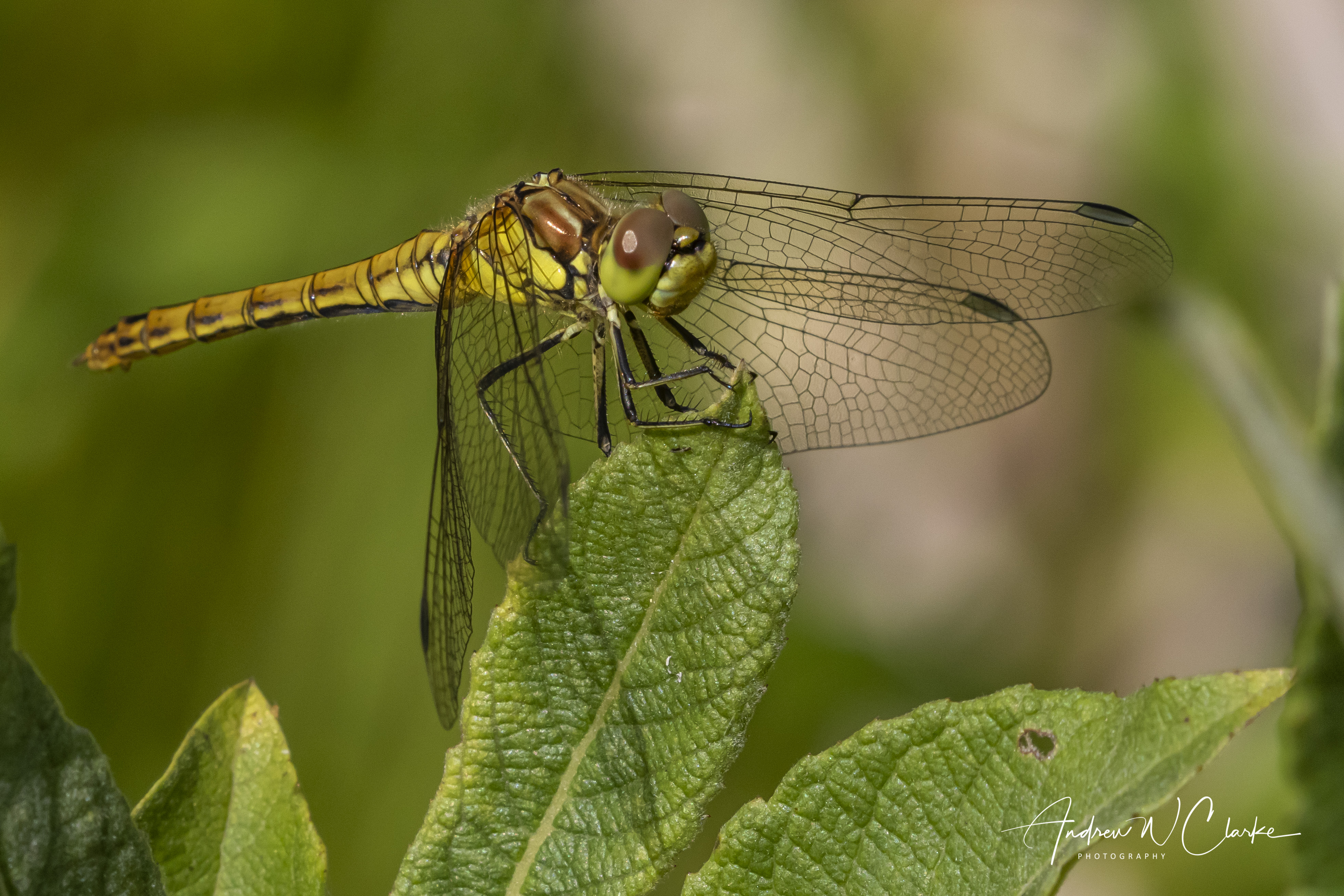 Moustached Darter