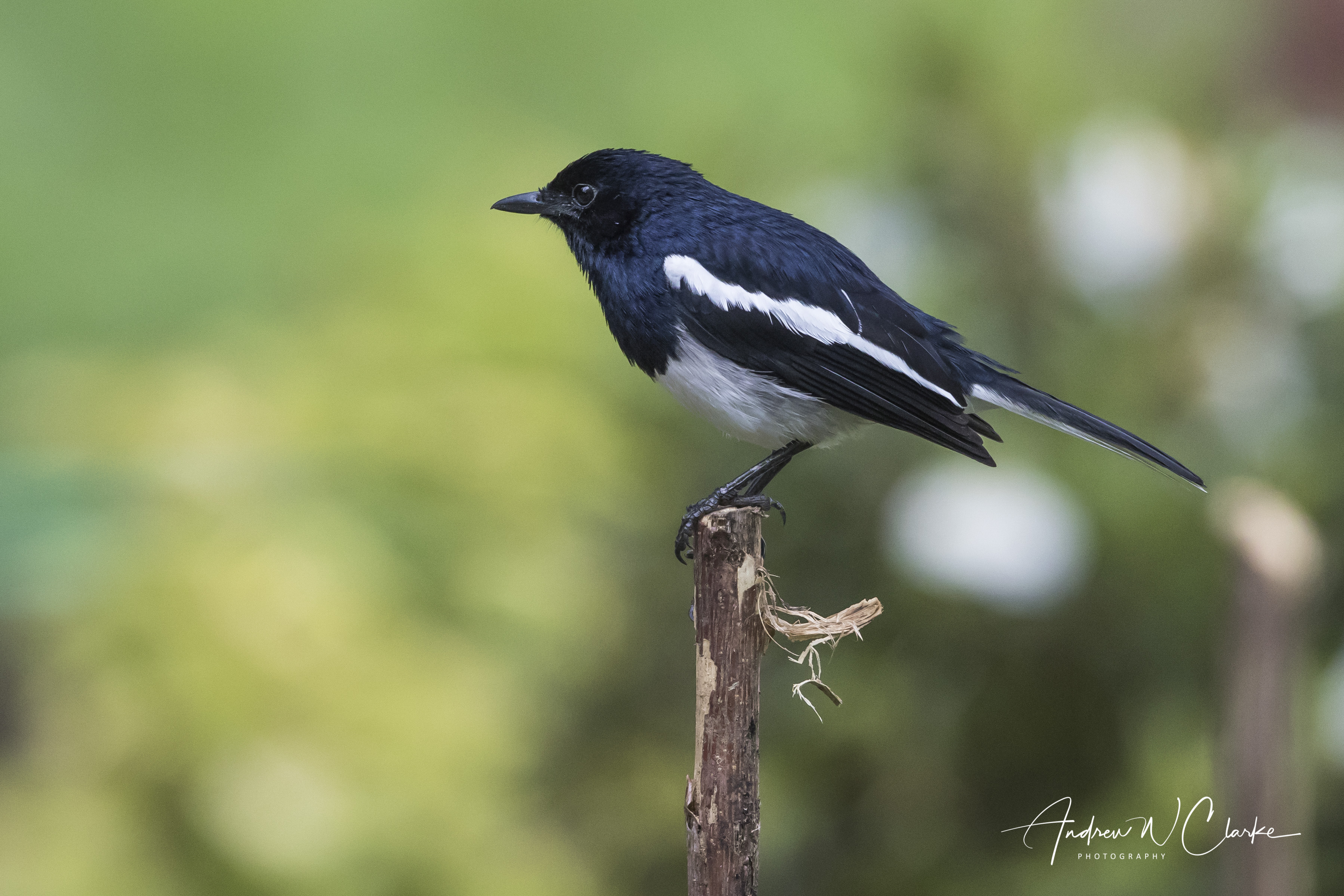 Oriental Magpie-Robin