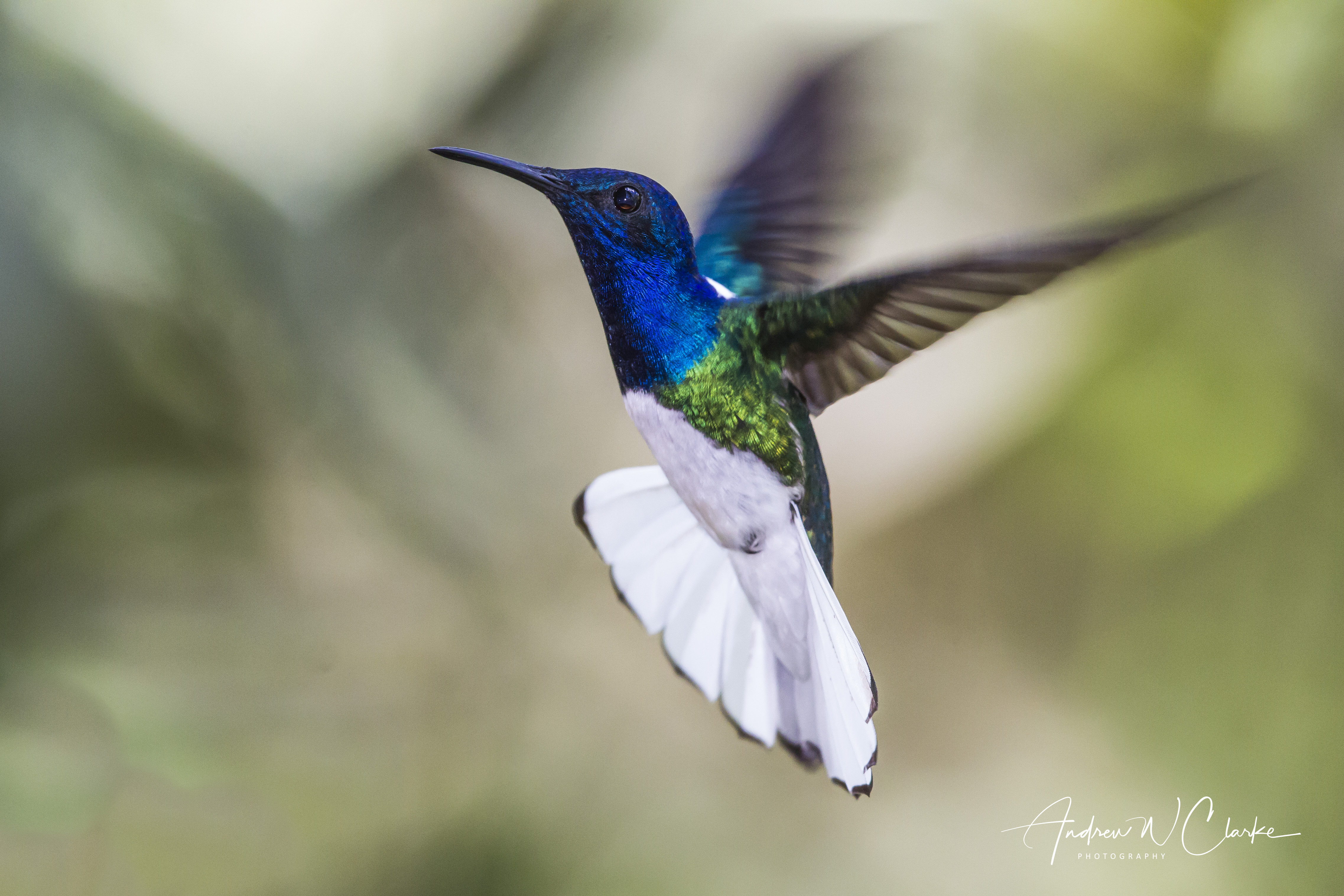 White-necked Jacobin