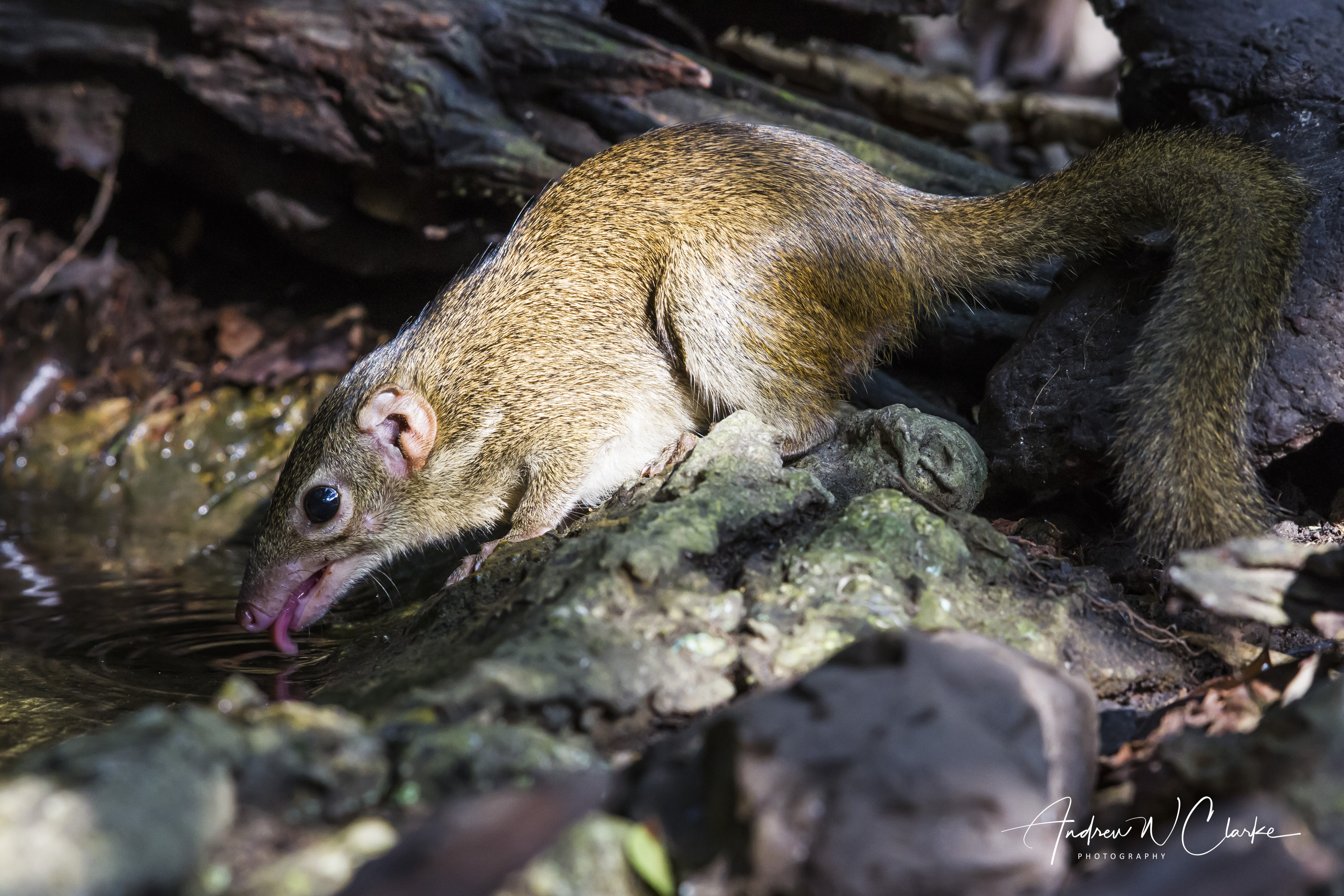 Common Treeshrew