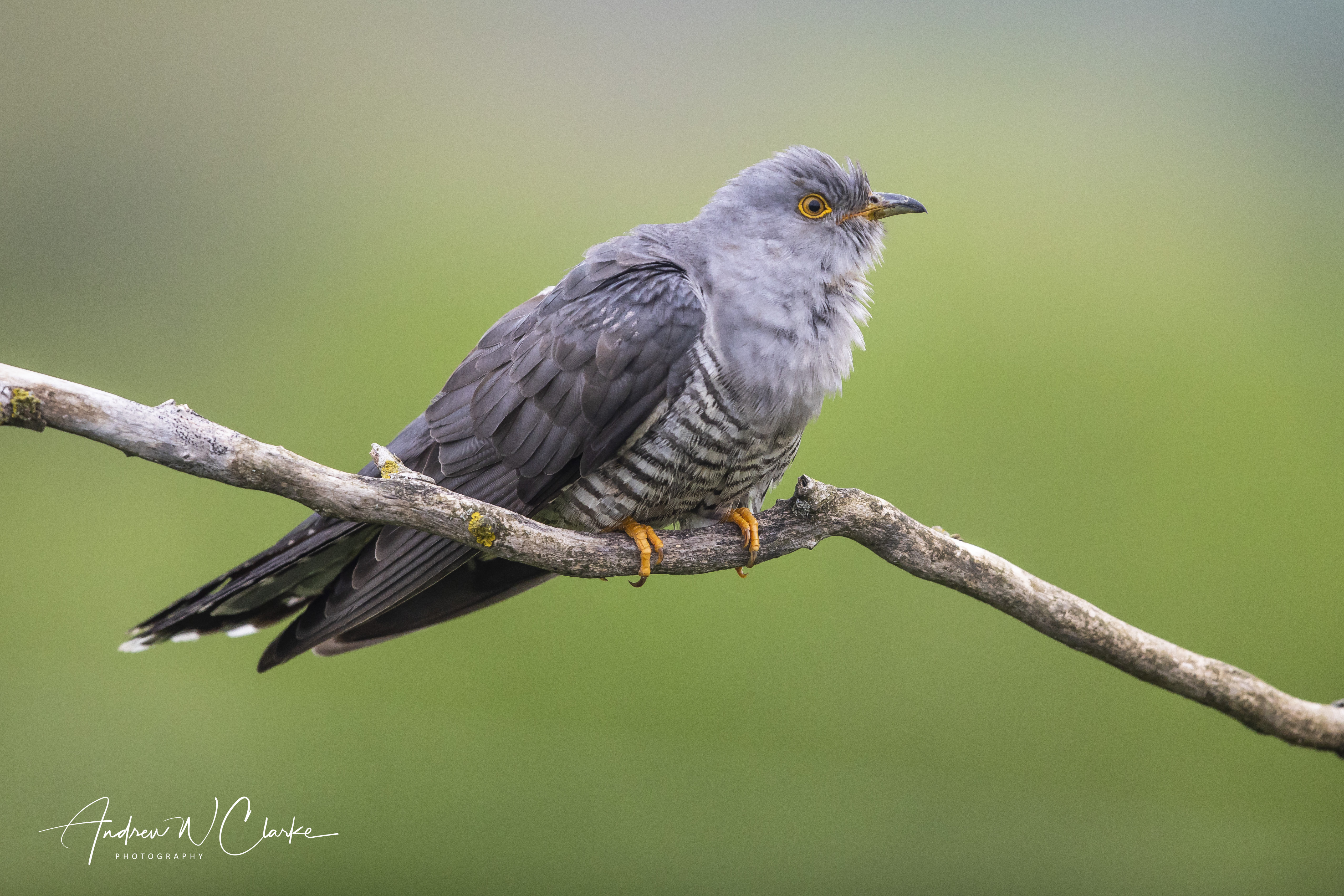 Common Cuckoo