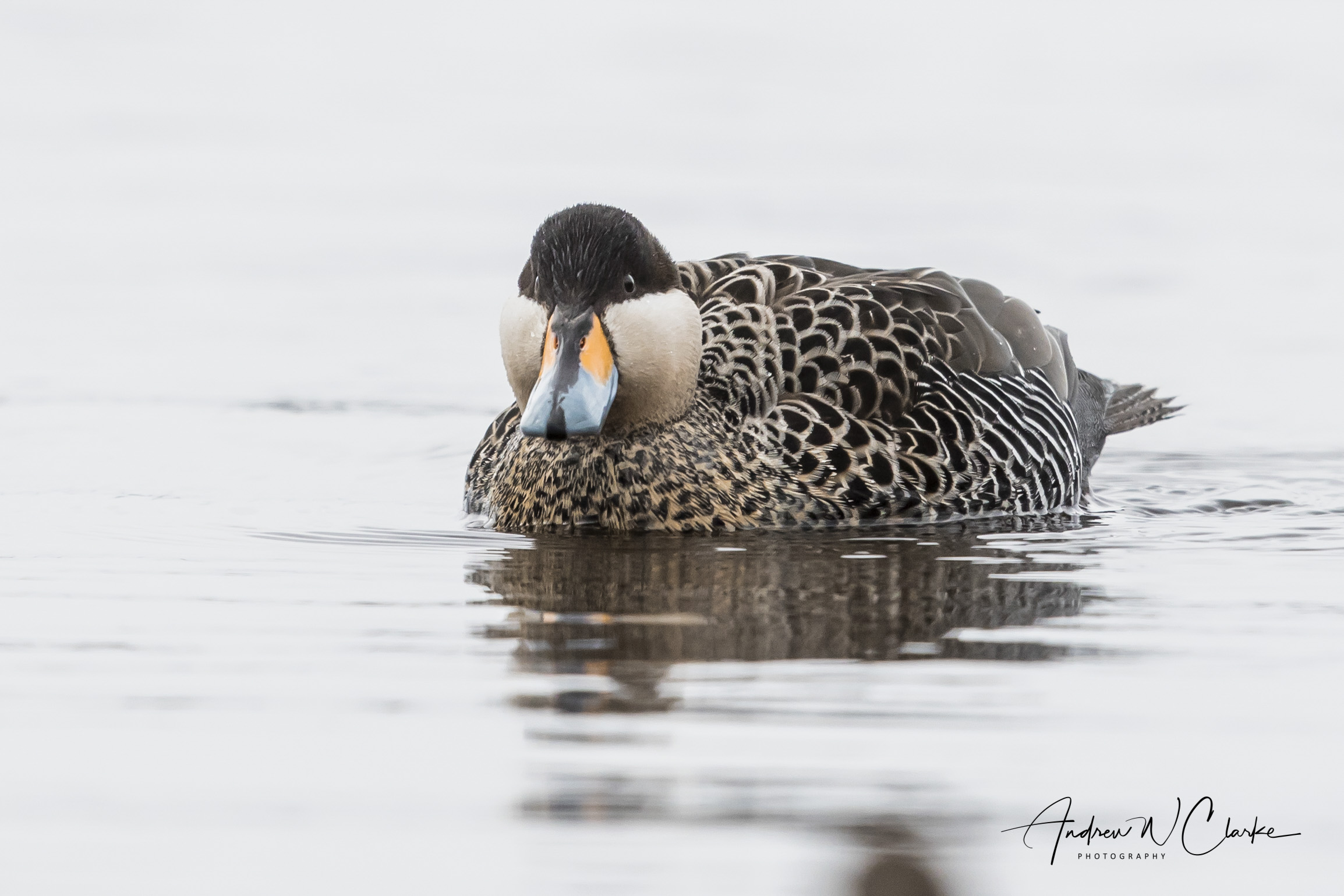 Silver Teal