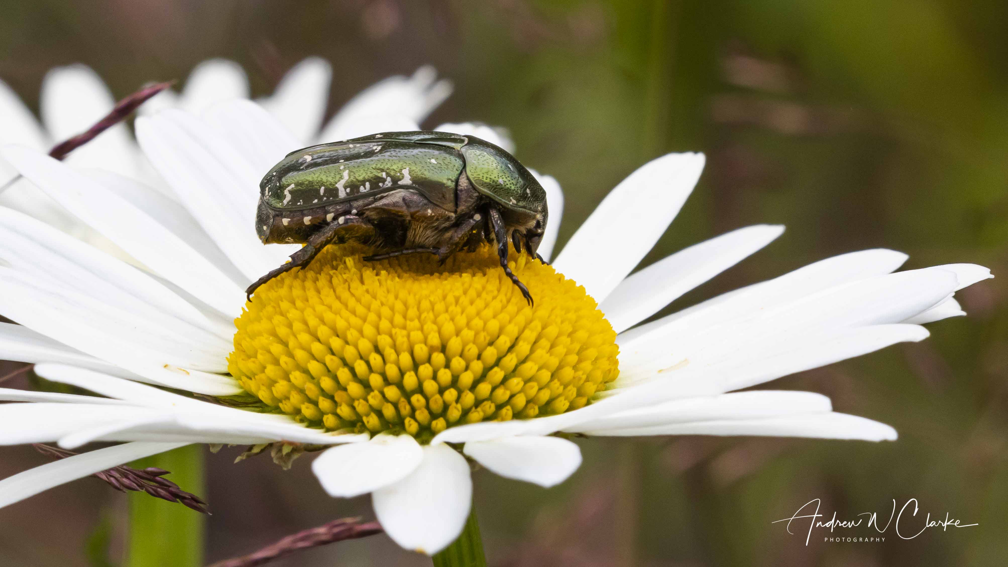 Olivegreen Flower Chafer