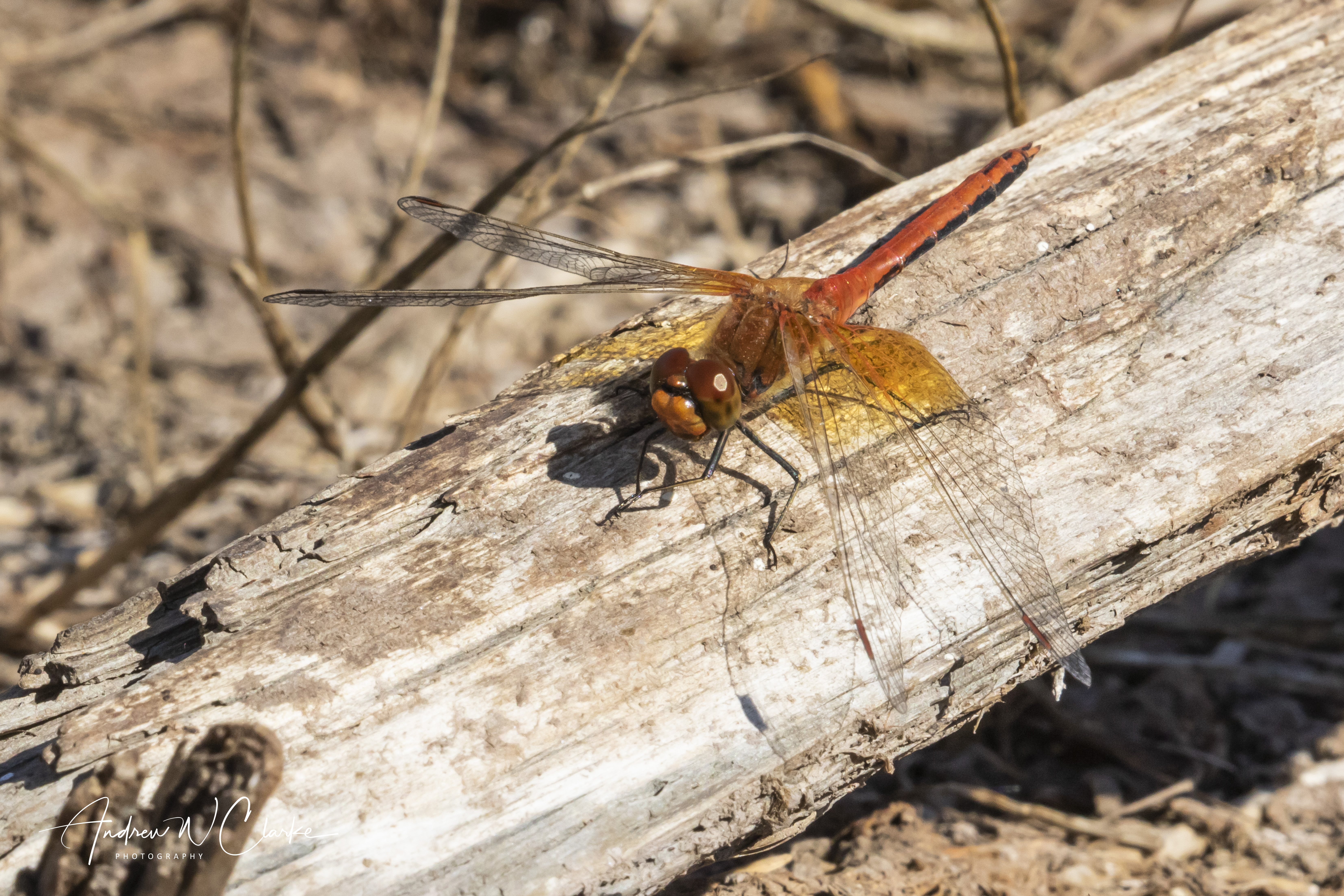Yellow-winged Darter
