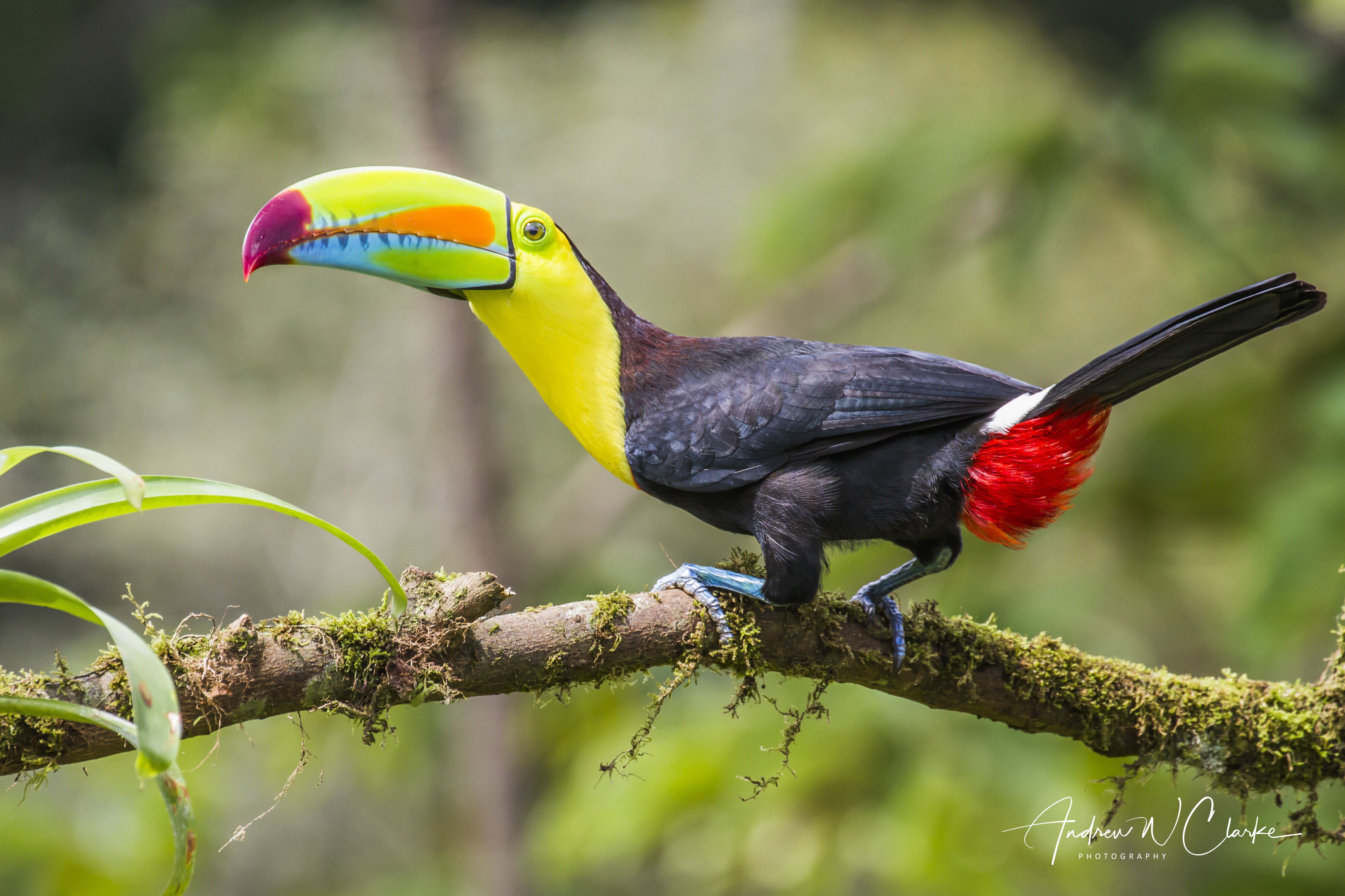Keel-billed Toucan