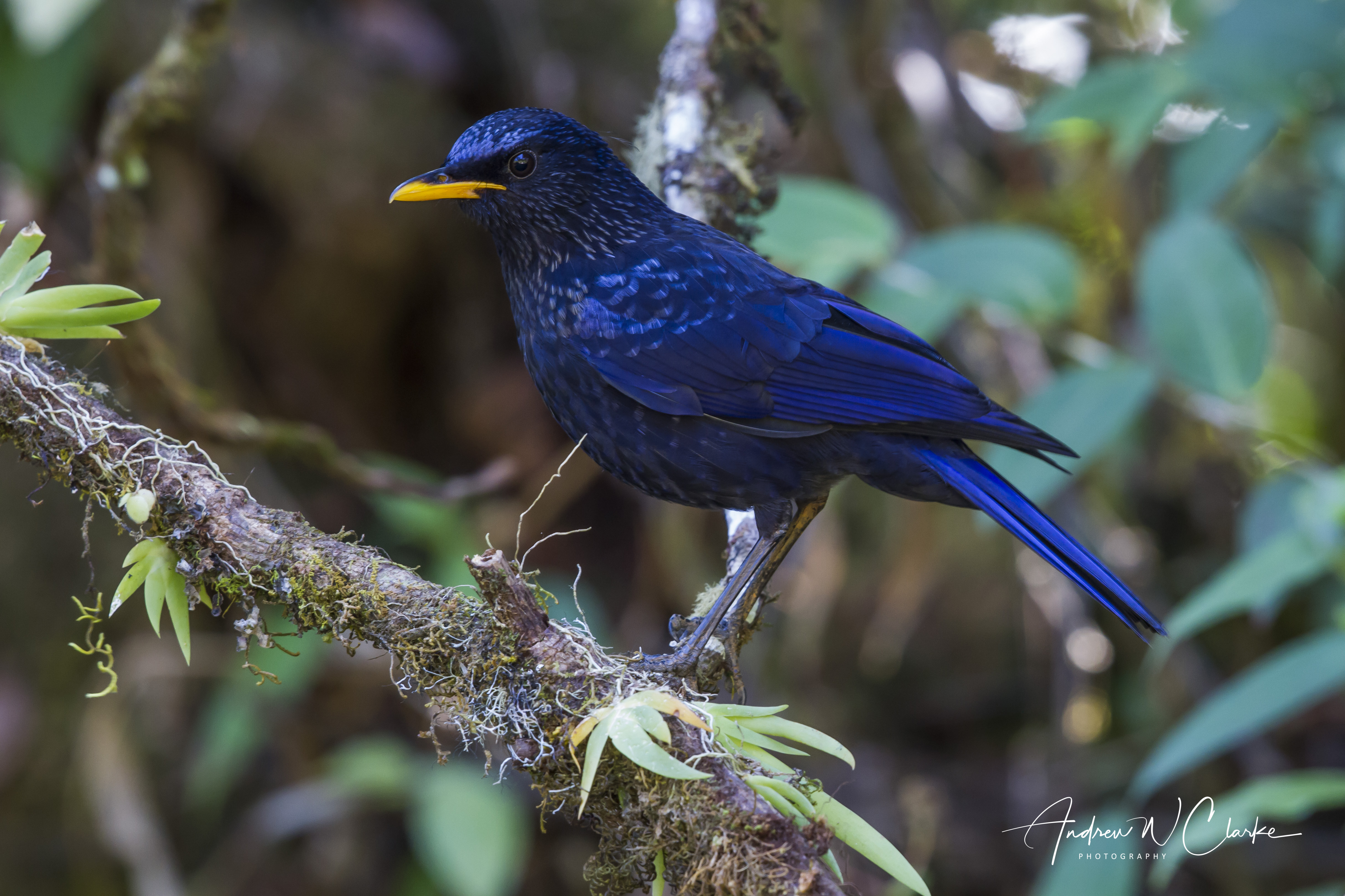 Blue Whistling Thrush