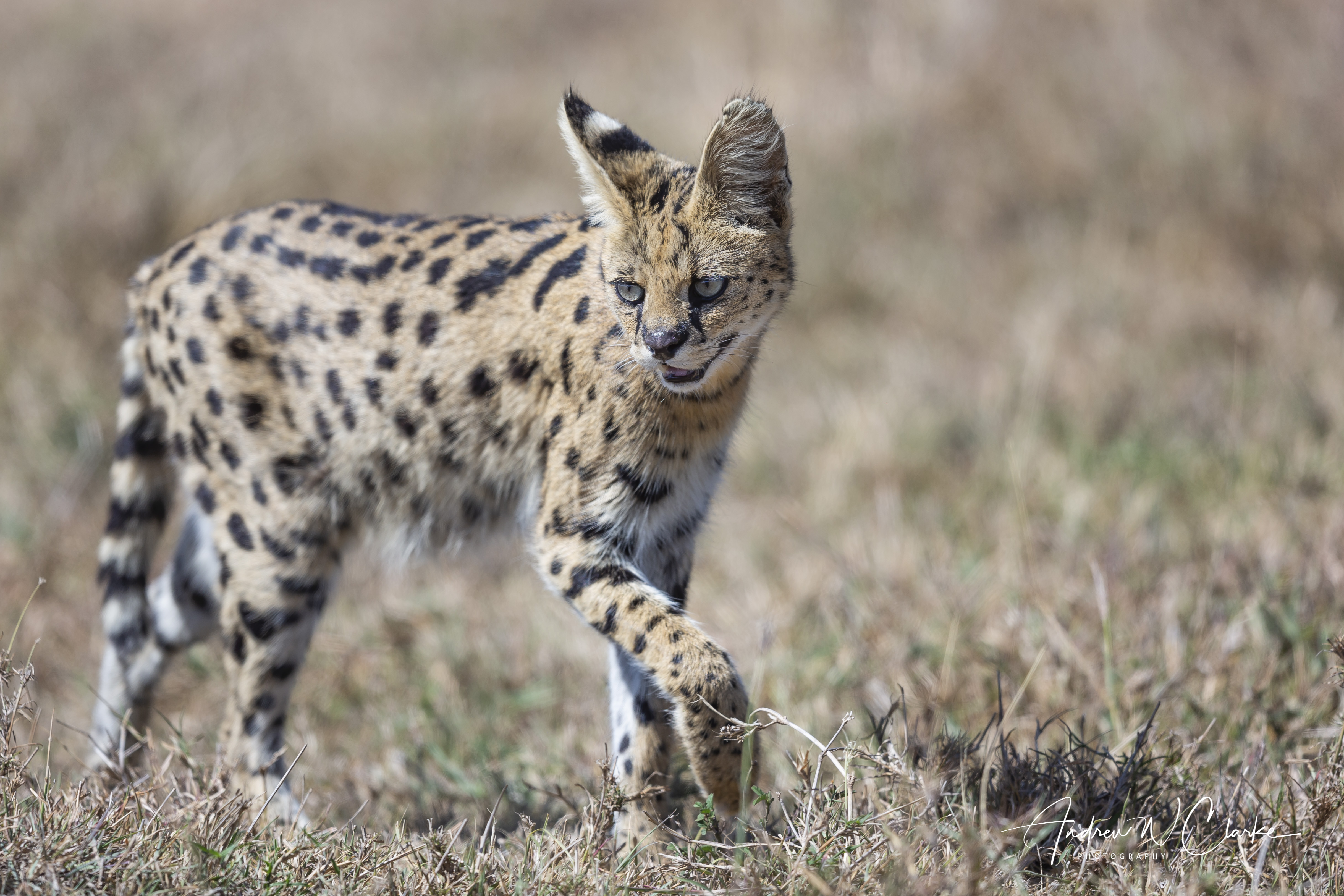 Serval