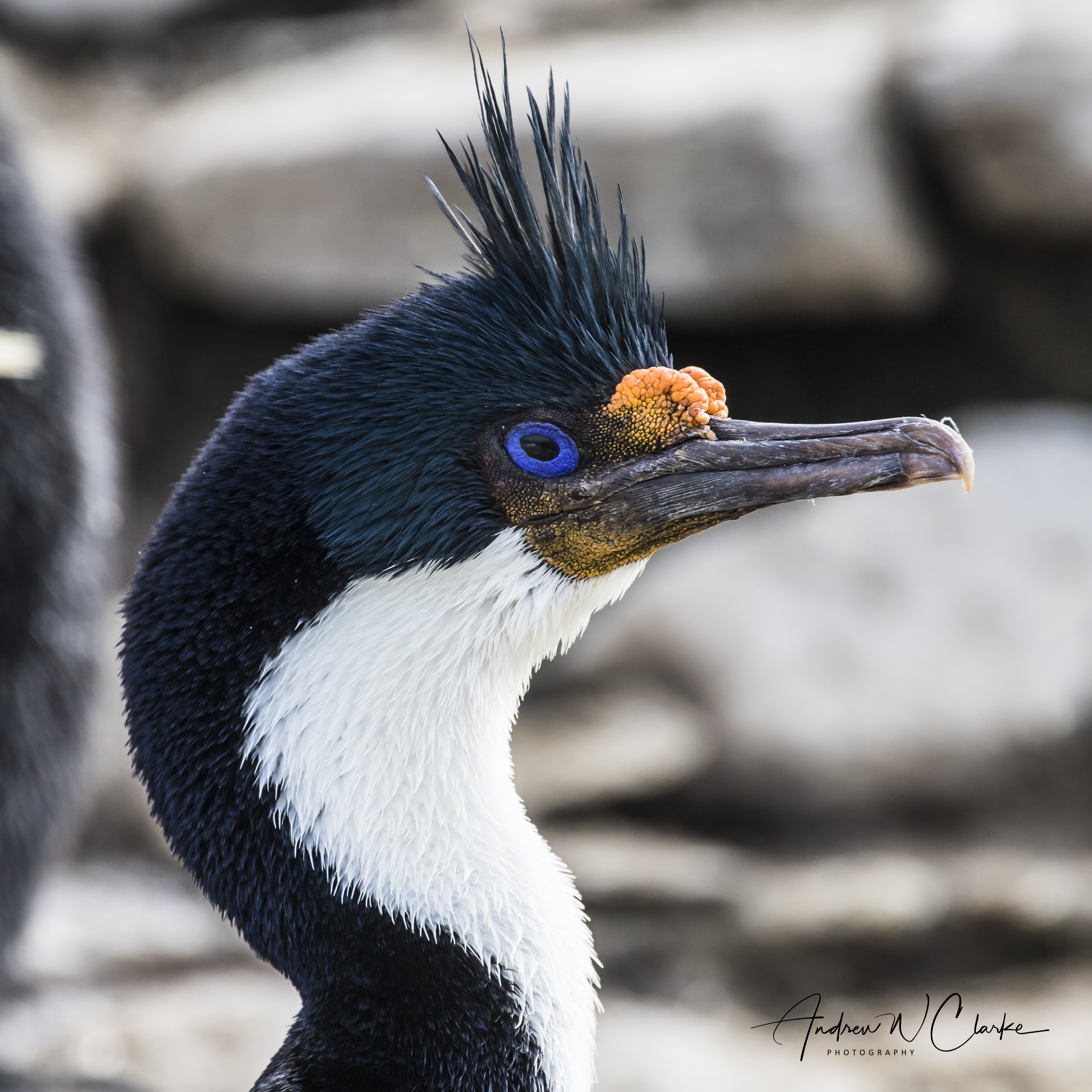 Imperial Cormorant