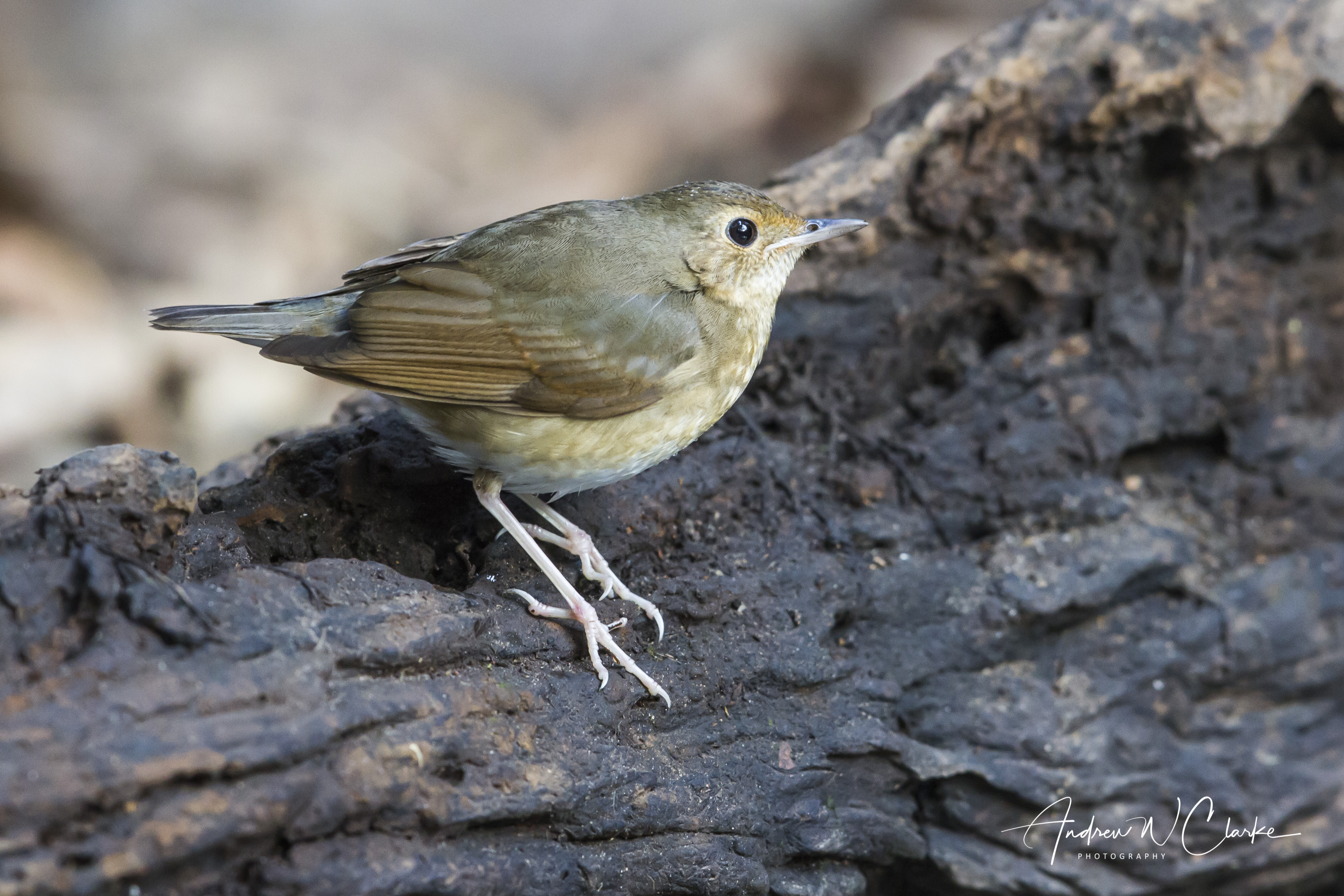 Siberian Blue Robin