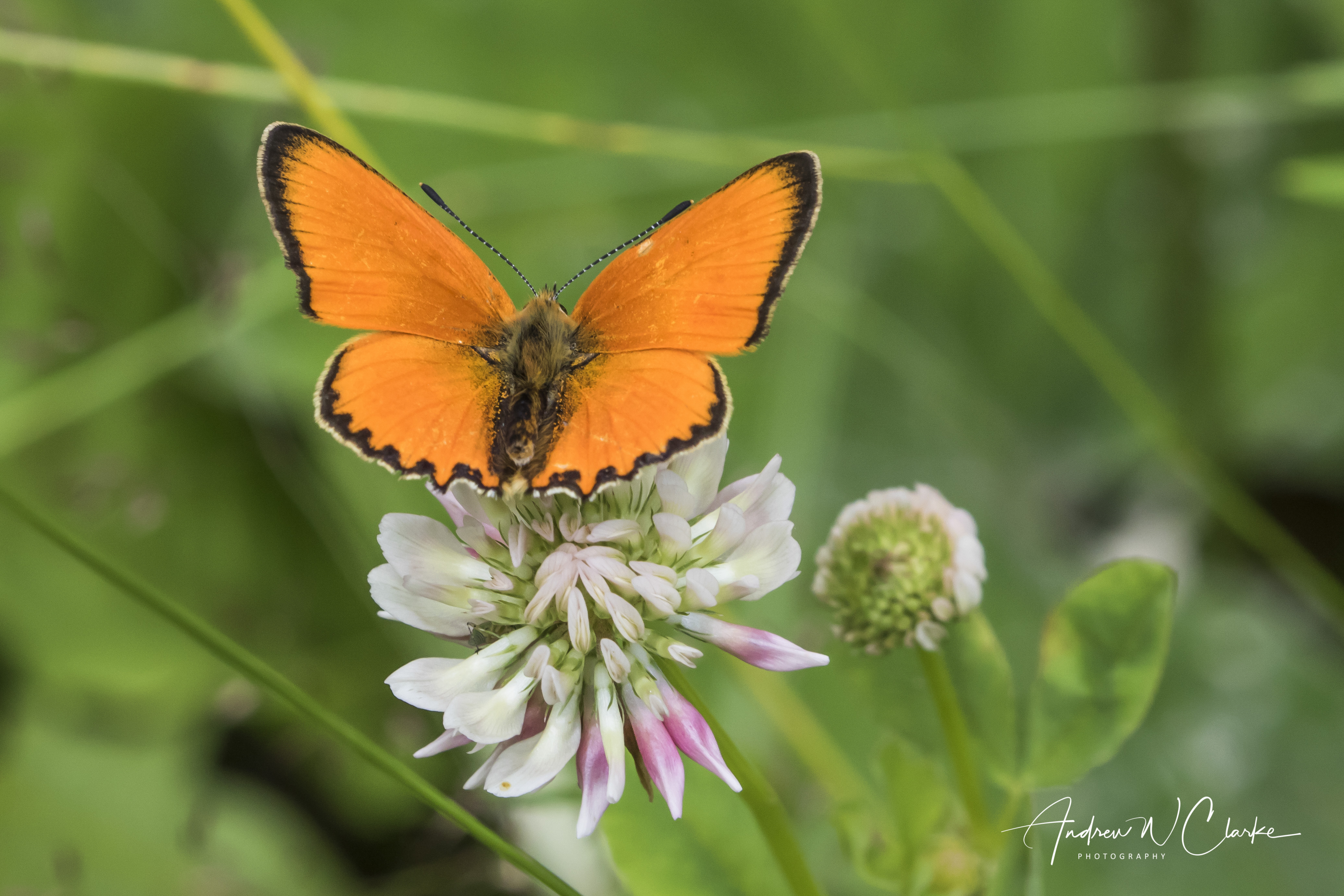 Scarse Copper