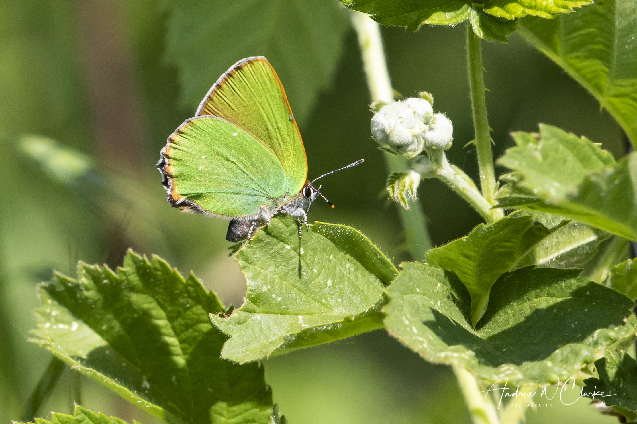 Green Hairstreak