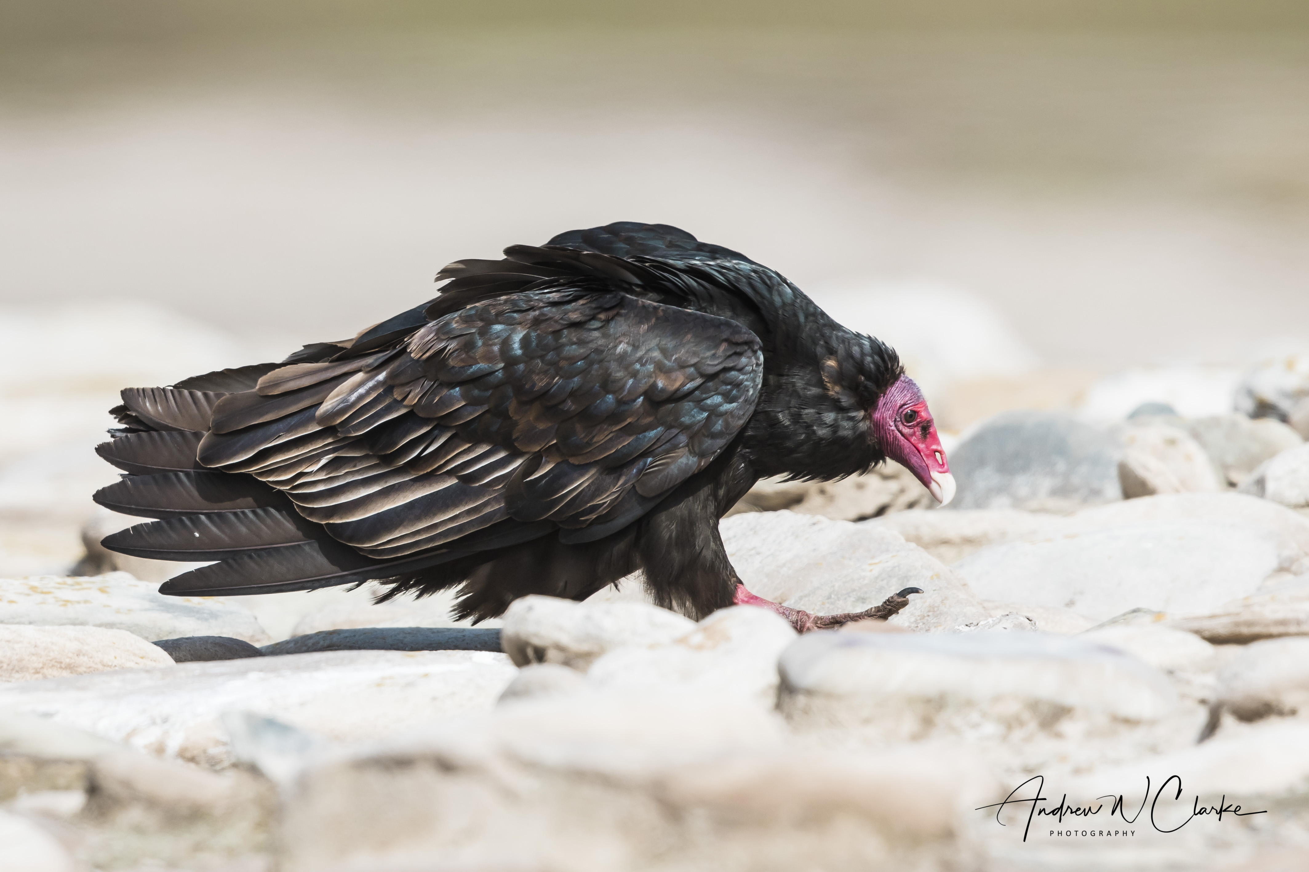 Turkey Vulture