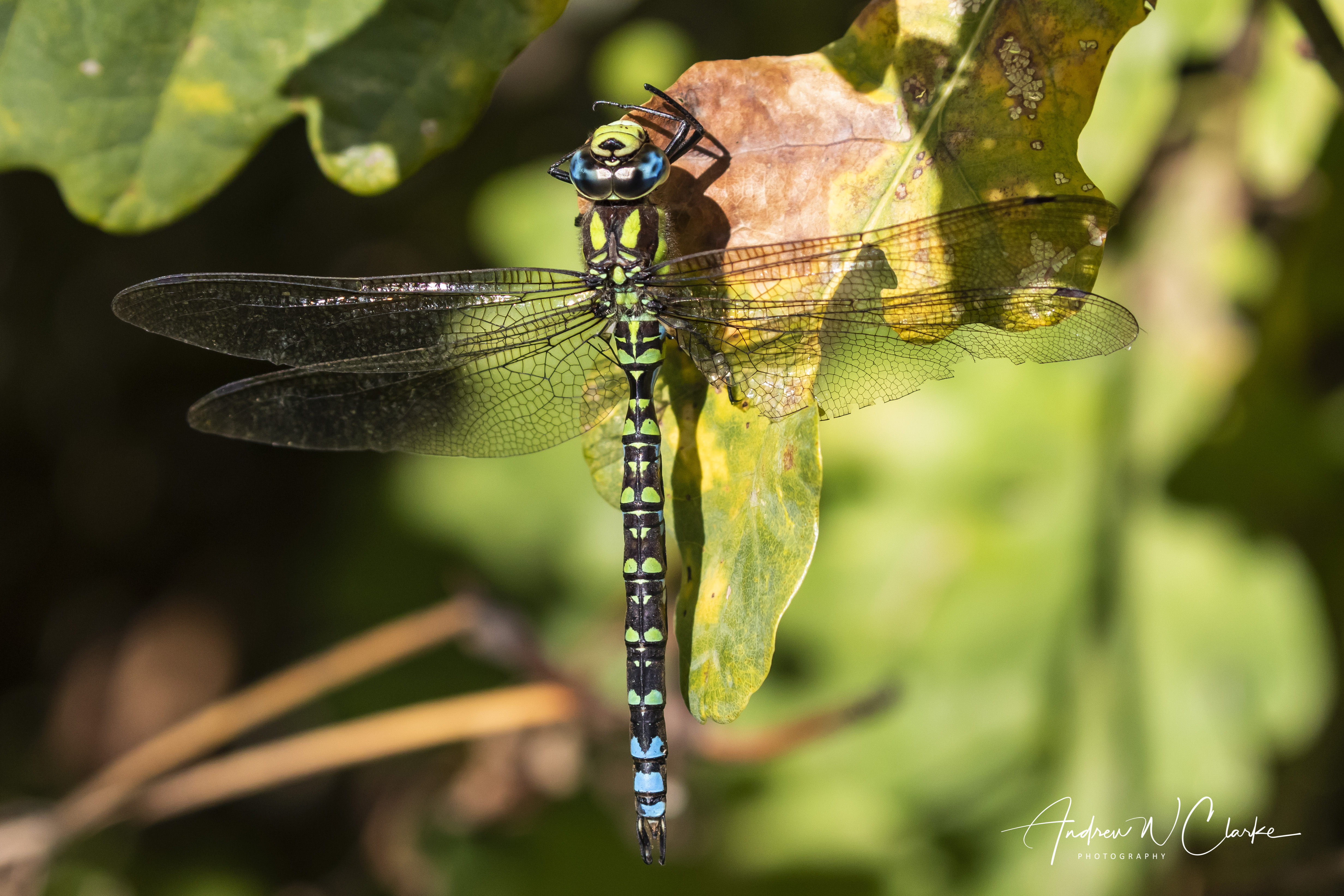Blue Hawker