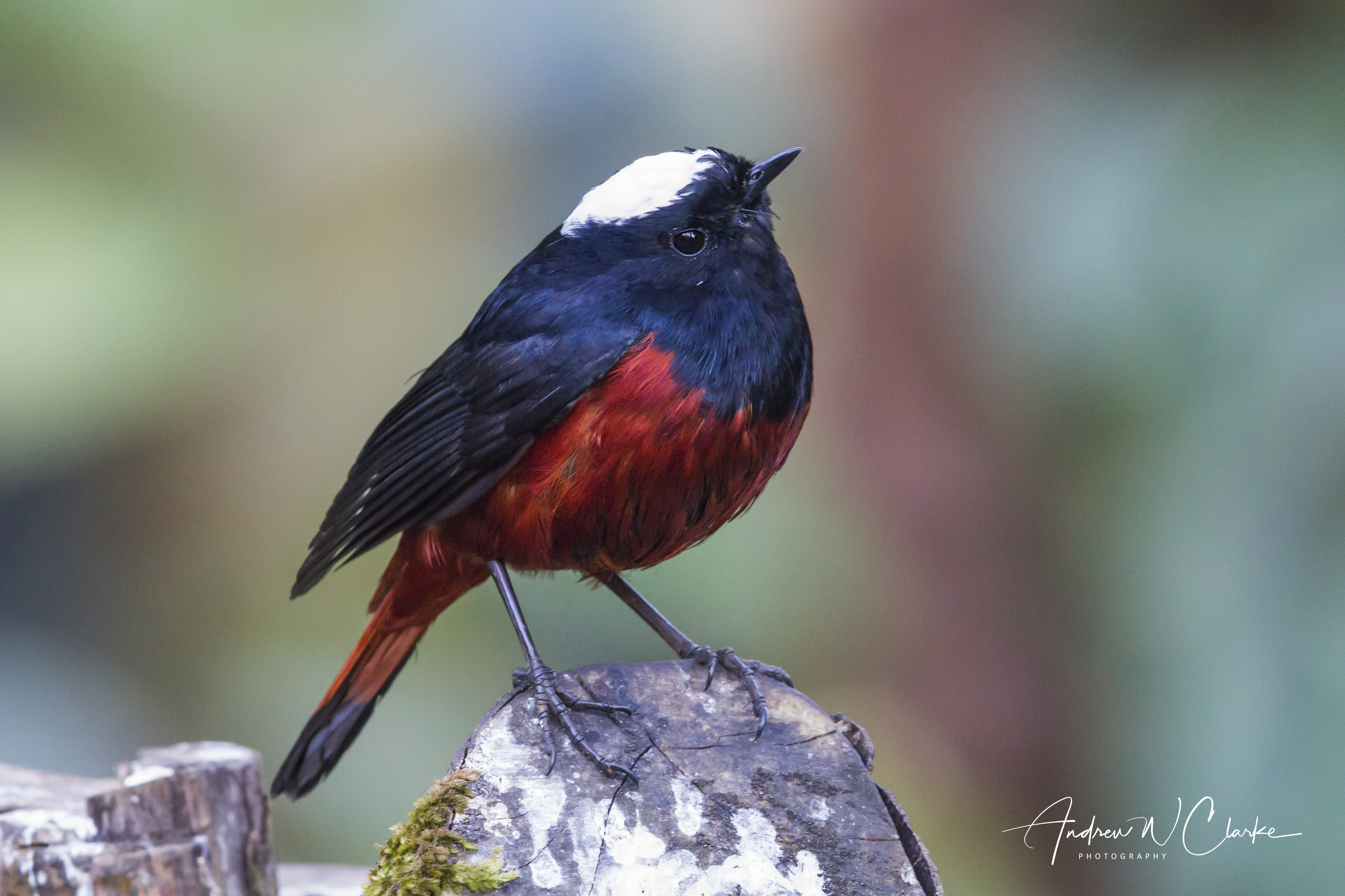 White-capped Redstart
